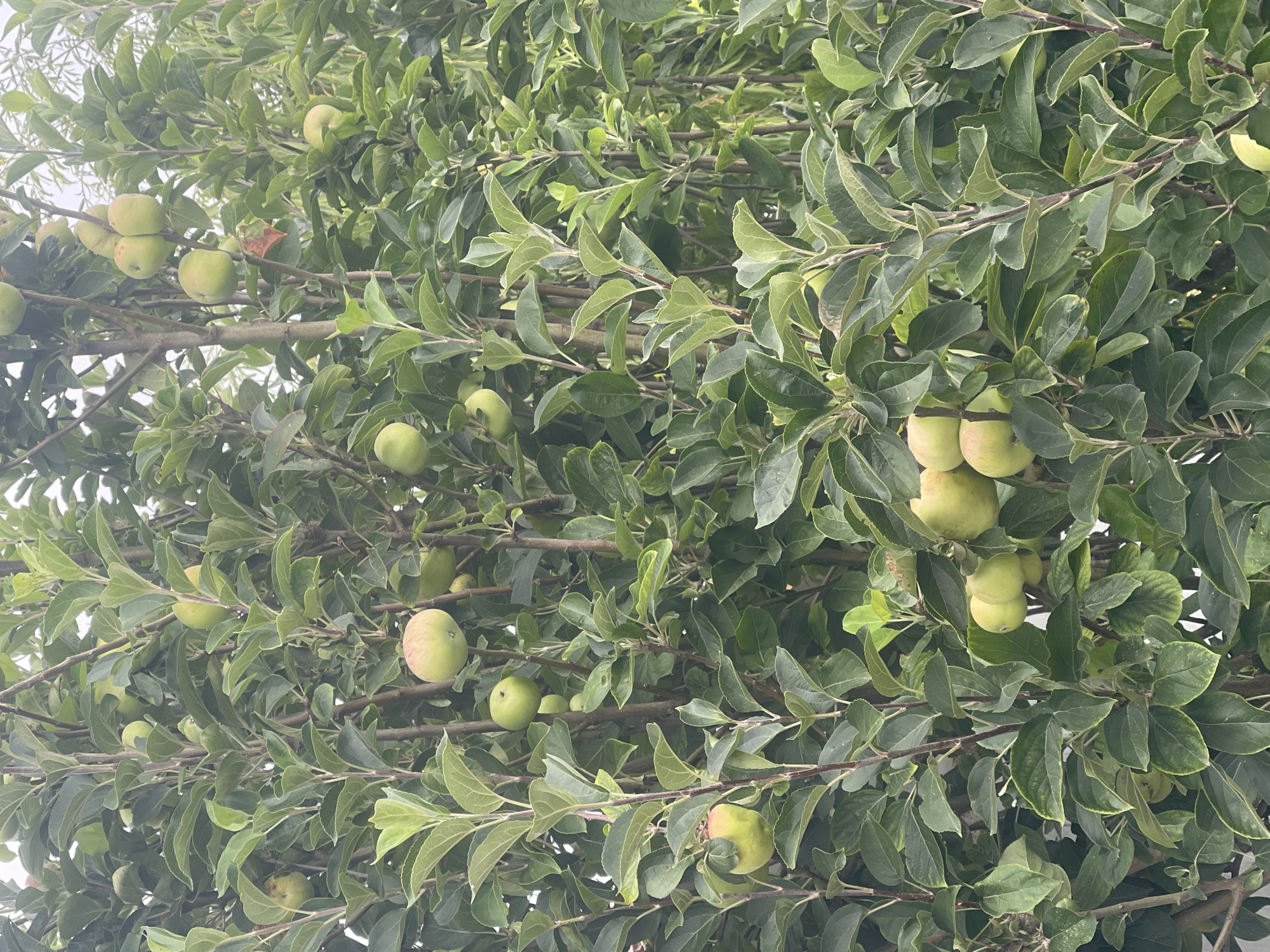 An apple tree is laden with green apples and verdant leaves against a bright, overcast sky. The branches are densely packed, creating a thick canopy. Some apples are nearly ripe, with a blush of red visible on one. No people are present in the scene. The image appears to be a close-up shot of the tree, with the background blurred, suggesting it might be in a garden or orchard. The location is stated to be São João das Lampas, Portugal.