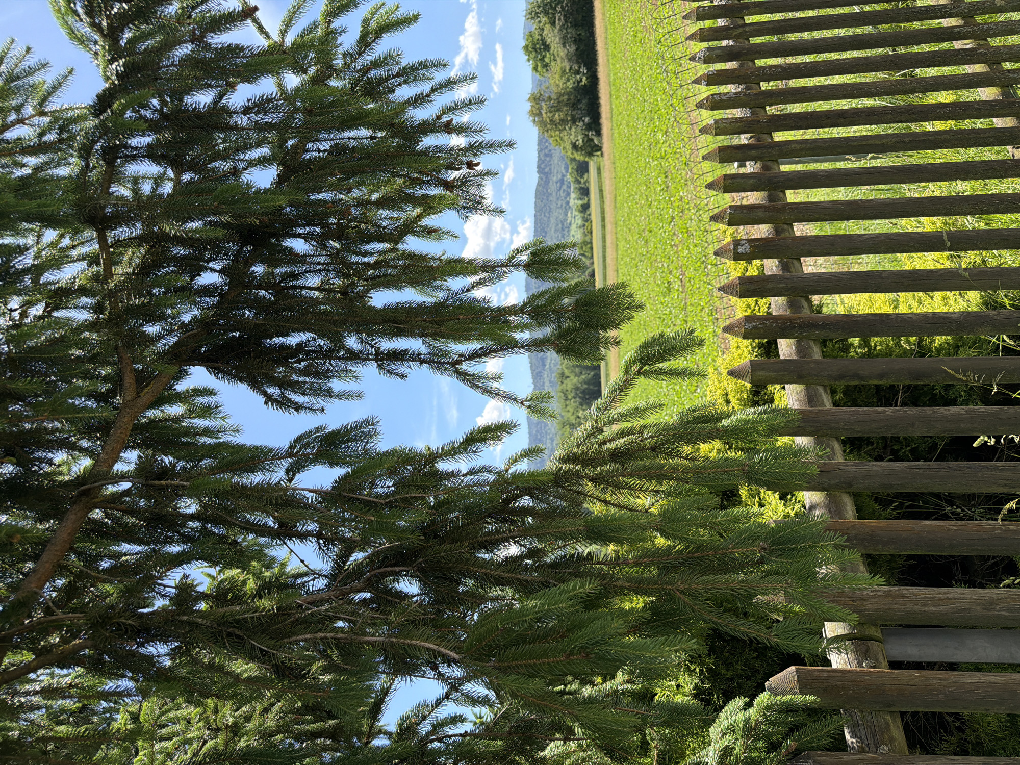 This is a medium shot, taken from behind a spruce tree, looking out over a wooden fence and a field. The spruce branches hang down in the foreground, partially obscuring the view. The fence is made of vertical wooden posts, some of which are pointed at the top. Behind the fence is a vibrant green field, possibly a crop, that stretches into the distance. The field is bordered by trees on the right and a line of hills in the background, under a bright blue sky with scattered white clouds. The scene appears to be outdoors in a rural or semi-rural setting, with no people or animals visible. The lighting suggests it is daytime, likely sunny given the bright colors and shadows.