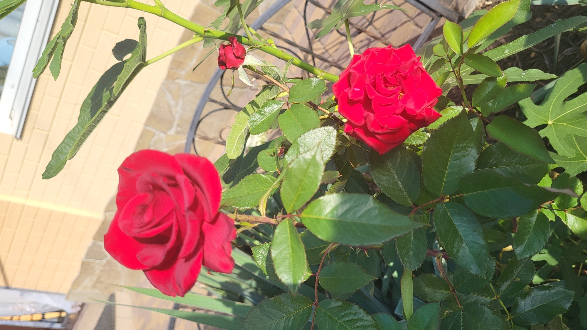 This is a close-up, eye-level, vertical, outdoor, full-color photograph of red roses in a garden. The focus is on a large, fully bloomed red rose in the upper left quadrant of the image. To its lower right, there is a smaller, also fully bloomed red rose. A single red rosebud is visible in the upper right quadrant. The roses are surrounded by lush green leaves and thorny stems. In the background, a light beige brick wall of a building is visible, with a window at the top. Part of a dark metal fence is also present. The lighting suggests a sunny day, with shadows cast on the wall and leaves. The image appears to be taken in a residential garden setting, potentially in Smila, Ukraine, given the context. There are no people visible in the image.