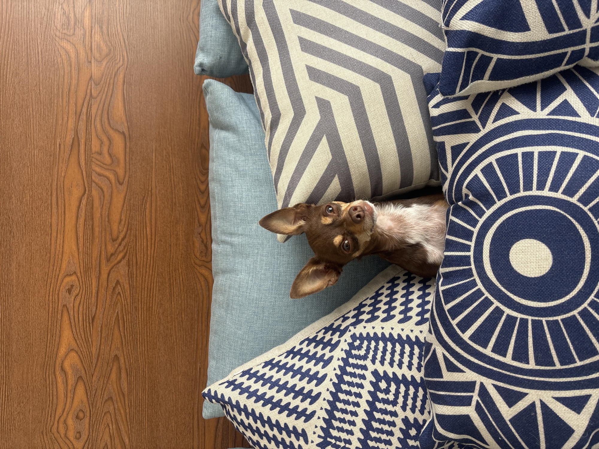 A brown Chihuahua peeks out from a stack of pillows. The pillows are various shades of blue and grey with geometric patterns. The floor is wood. No location information is available.