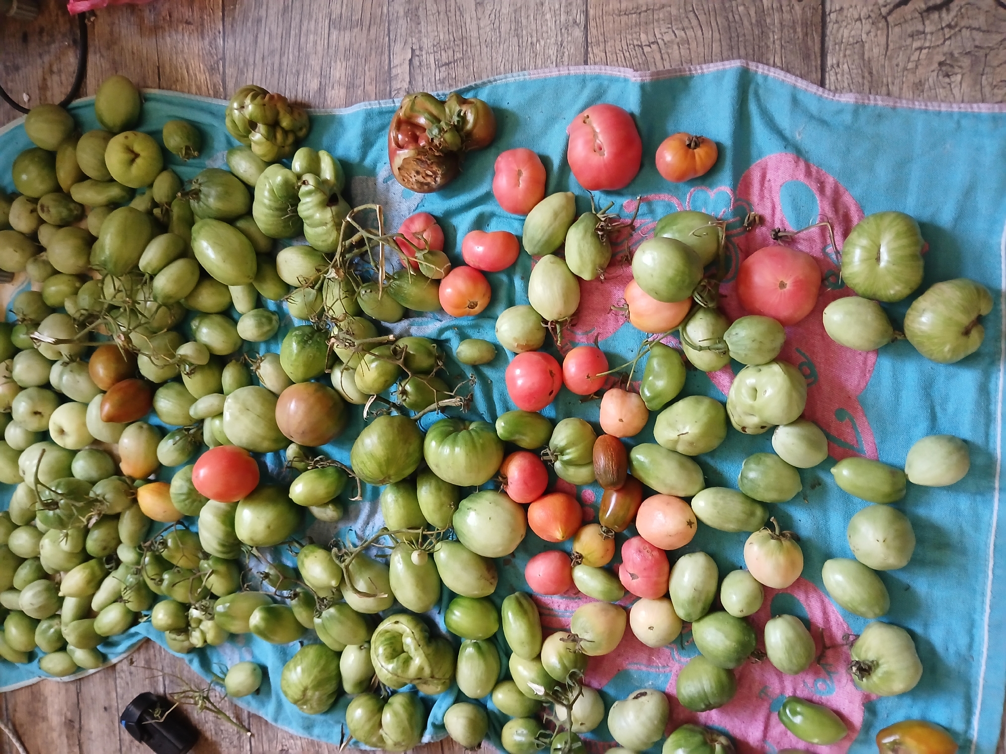 The image displays a large collection of tomatoes of various sizes, shapes, and colors, predominantly green with some ripe red and orange specimens, spread across a blue towel on a wooden surface. The tomatoes are arranged in clusters and individually, with some still attached to their vines. Some tomatoes exhibit unusual shapes and textures, suggesting they may be heirloom varieties or have experienced growth irregularities. The lighting suggests an outdoor setting or a well-lit interior. There are no people or visible actions in the image. The scene appears to be a harvest of tomatoes. The location is not discernible from the image itself and cannot be determined to be Lipetsk, Russia.