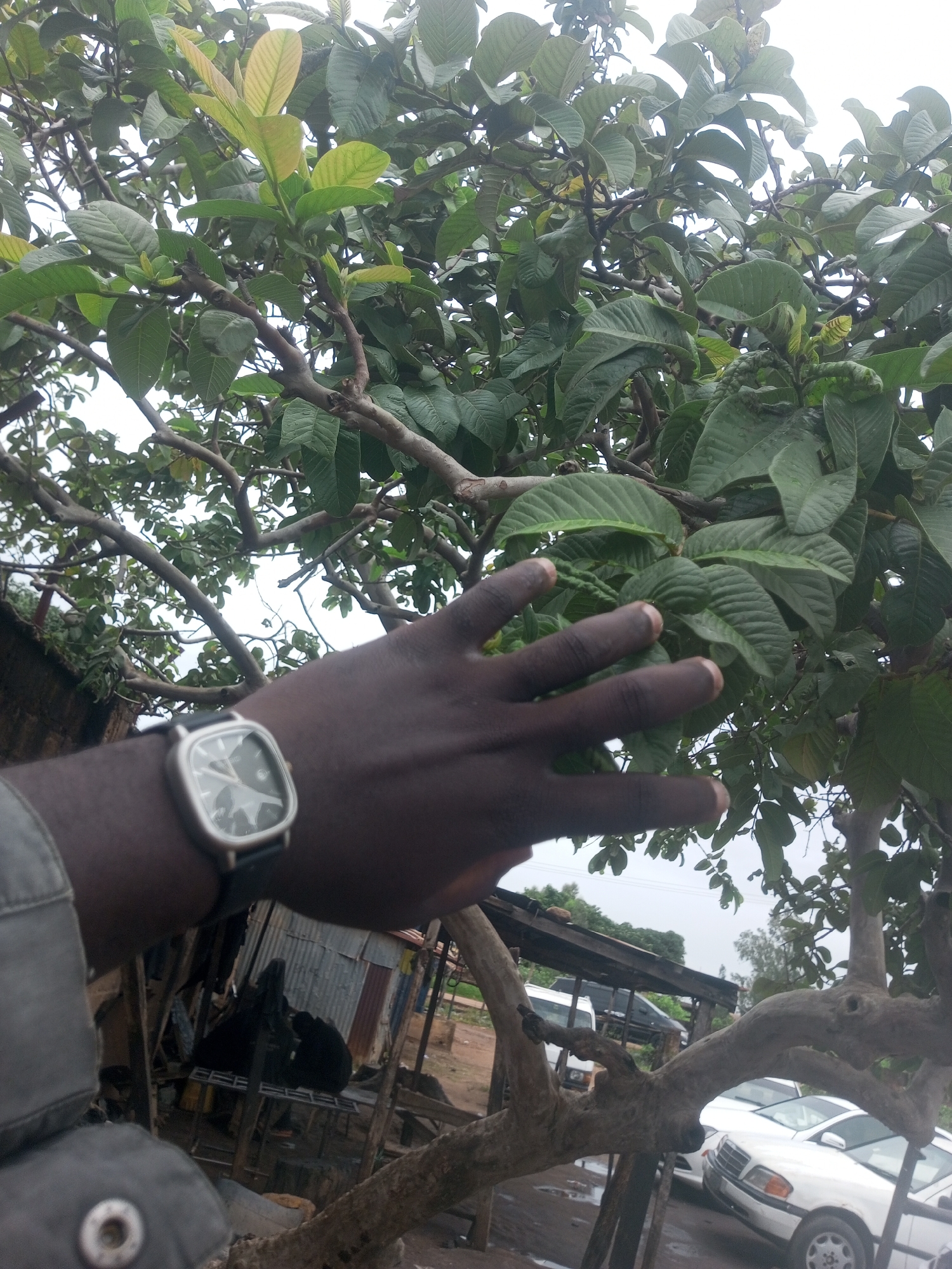 A person's left arm, wearing a dark grey jacket and a silver-faced watch with a black strap, is extended towards the viewer, with their hand open and fingers spread. The arm and hand are in the foreground, partially obscuring a cluster of green leaves and branches, likely from a guava tree. In the background, a rustic scene unfolds with corrugated iron structures, wooden supports, and what appears to be an outdoor market or workshop. Several vehicles are visible, including white sedans and possibly a van or SUV. The sky is overcast. The scene is set outdoors in what appears to be a rural or semi-urban area within New Stadium, Nigeria.