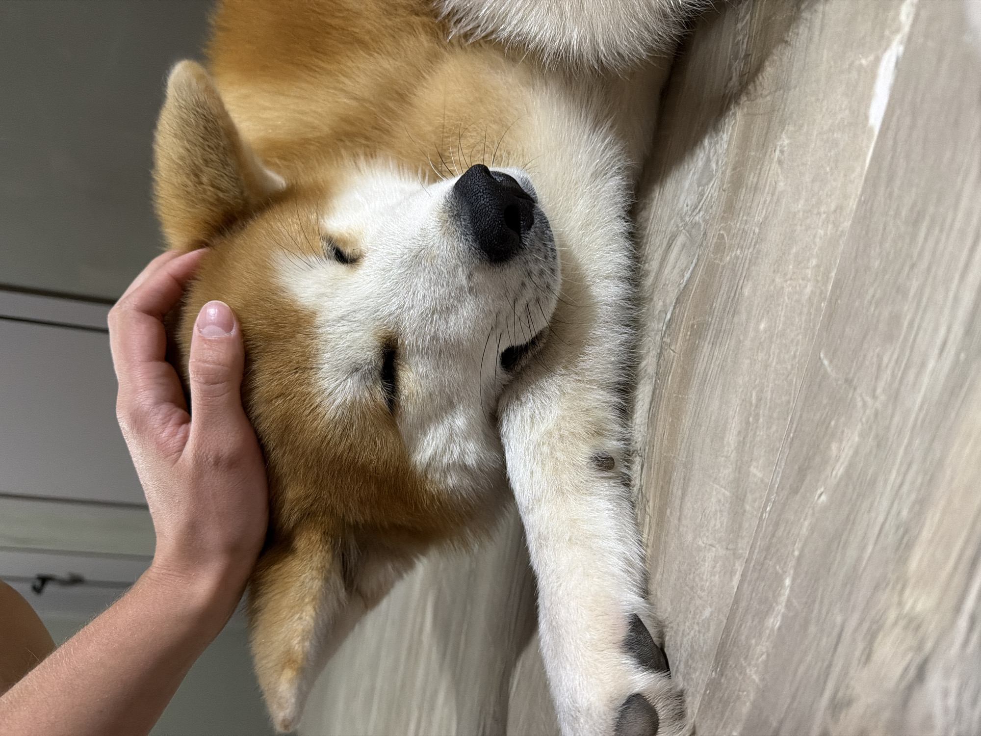This close-up image, taken in Chaikovsky, Russia, depicts a serene moment between a human and a dog indoors. The primary subject is a dog, likely an Akita or Shiba Inu, identifiable by its reddish-tan and white fur, pointed ears, and prominent black nose. The dog is lying down, with its eyes closed, appearing to be deeply relaxed, possibly sleeping or resting. Its head and part of its body, including a front paw with black pads, are visible.
A human hand, with light skin and well-kept fingernails, is gently petting the dog's head, conveying a sense of affection and comfort. The background consists of a light-colored, somewhat textured surface, possibly a wooden floor or wall, exhibiting subtle grain patterns. The lighting is soft and ambient, typical of an indoor setting, without strong shadows, making the time of day indeterminate. There are no specific outdoor weather cues or distinct location markers within the image itself to indicate its origin, apart from the provided context. No text is visible. The overall impression is one of tranquility and a loving bond between pet and owner.