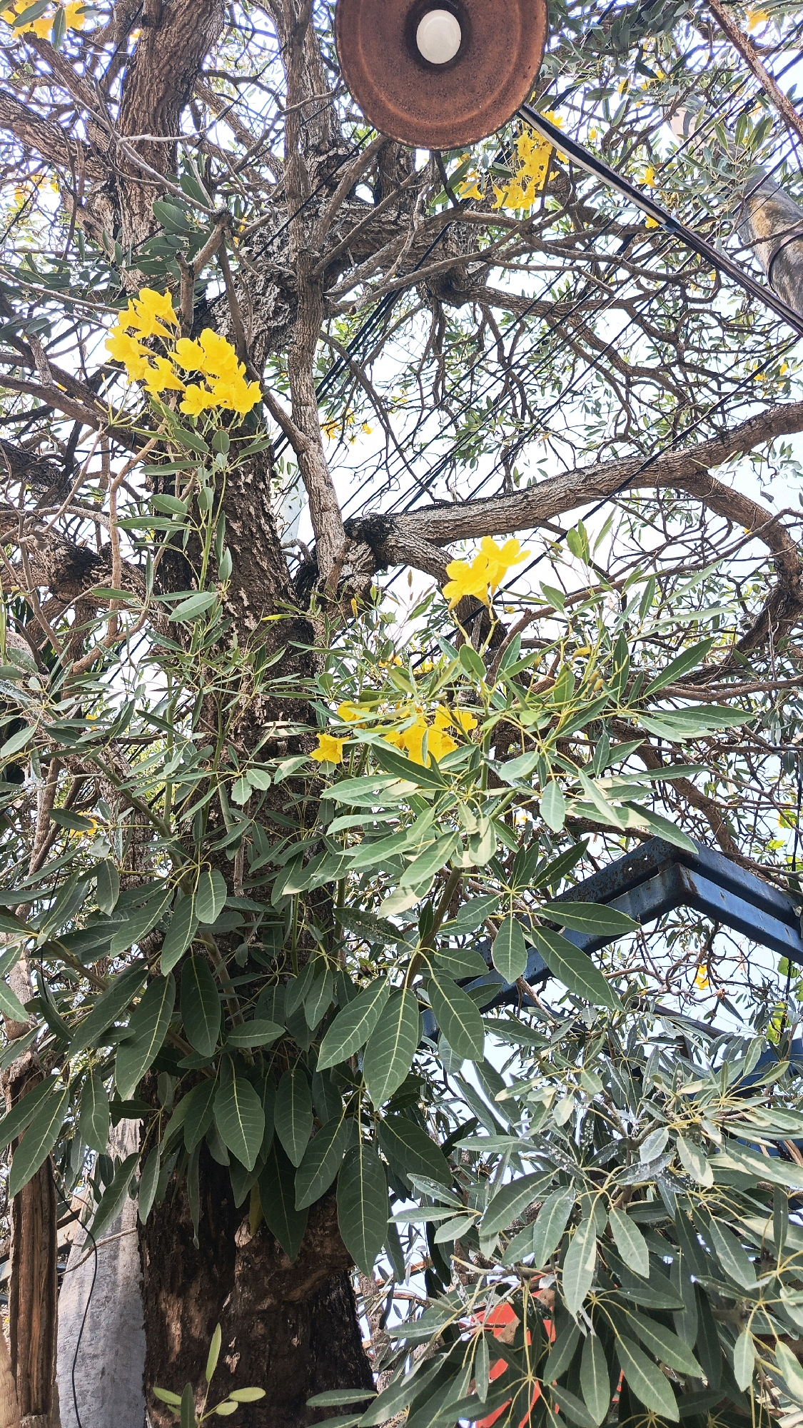In Babadan, Indonesia, a close-up, low-angle shot captures a mature tree trunk with textured bark, draped in lush green foliage and adorned with clusters of bright yellow trumpet-shaped flowers. The branches of the tree are intertwined with electrical wires, and an old, rusty light fixture hangs above. Part of a blue metal structure is visible in the lower right quadrant of the frame, suggesting an urban or semi-urban setting. The overall impression is one of nature's vibrancy contrasting with man-made elements, bathed in natural daylight.