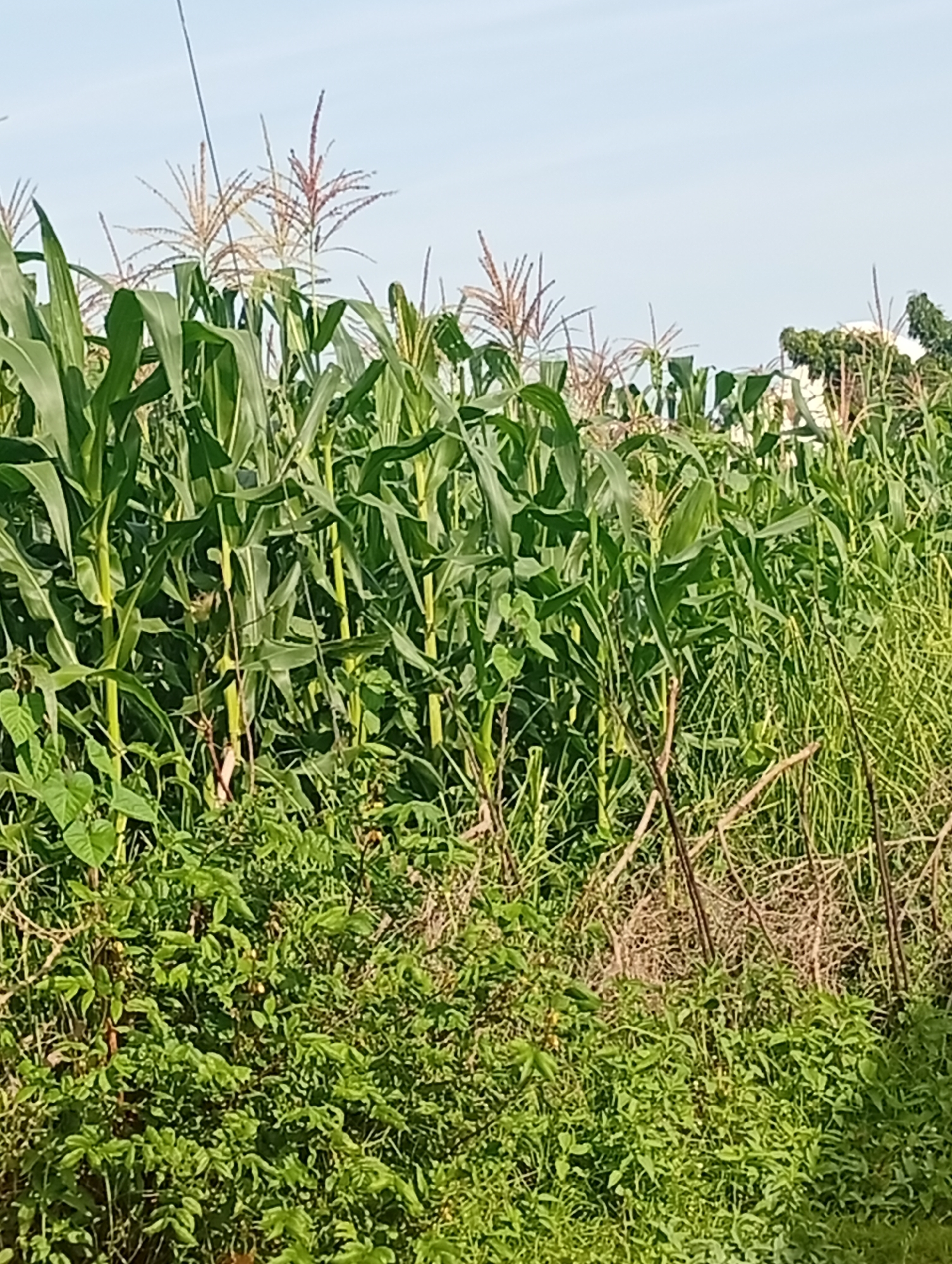 A wide-angle outdoor, natural light photograph captures a dense cornfield under a clear, pale blue sky. The corn stalks, with their broad green leaves, dominate the foreground and midground, reaching upwards towards the sky. Some stalks display emerging tassels, indicative of the plant's reproductive stage. The lower portion of the image is densely packed with a variety of green foliage, including smaller plants, vines, and grasses. The vegetation is lush and appears to be growing wild, creating a thick undergrowth. The scene suggests an agricultural or rural setting, possibly within the city of Tumfure, Nigeria, given the context provided. The overall impression is one of vibrant natural growth and a sunny day.