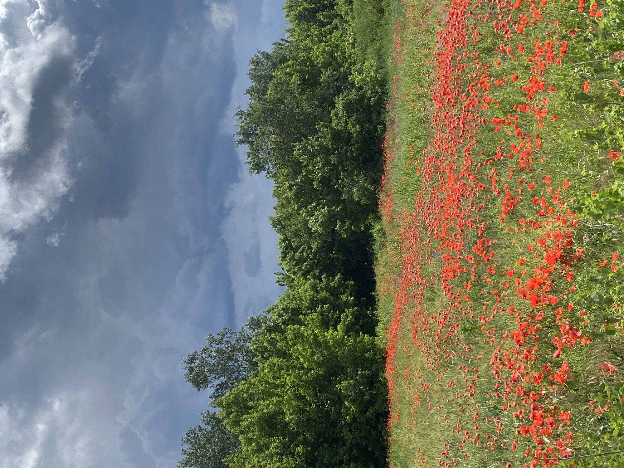 This is an outdoor, eye-level shot of a field of red poppies in Ustyvytsia, Ukraine, under a dramatic, cloudy sky. The field is dense with vibrant red poppies interspersed with green grass and some taller, dried stalks. In the background, a thick line of lush green trees forms a dense forest. The sky is filled with dark, heavy clouds, suggesting an impending storm. There are no people or animals visible in the image. The scene is natural and undisturbed, capturing a moment of wild beauty.