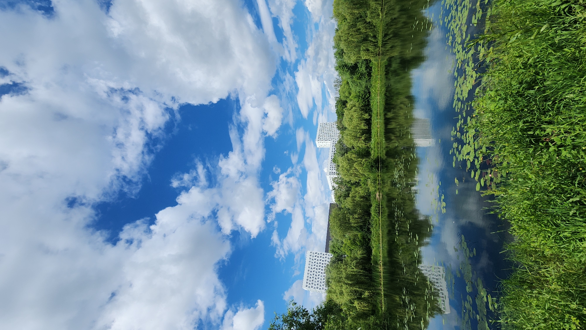 This is a vertical, eye-level, full shot of a pond on a clear, sunny day in Moscow, Russia. In the foreground, lush green grass grows along the bank of the pond, with some visible weeds and wildflowers. The pond's surface is dark and reflects the sky and surrounding trees. Lily pads dot the water, and some appear to be submerged.
In the middle ground, a dense line of green trees, many of them weeping willows, borders the pond. Behind the trees, several modern, white buildings with many windows are visible, including two prominent tall rectangular structures. These buildings appear to be residential or office complexes. The sky is a vibrant blue, with scattered, fluffy white cumulus clouds. The overall impression is one of a serene natural landscape integrated with urban development.