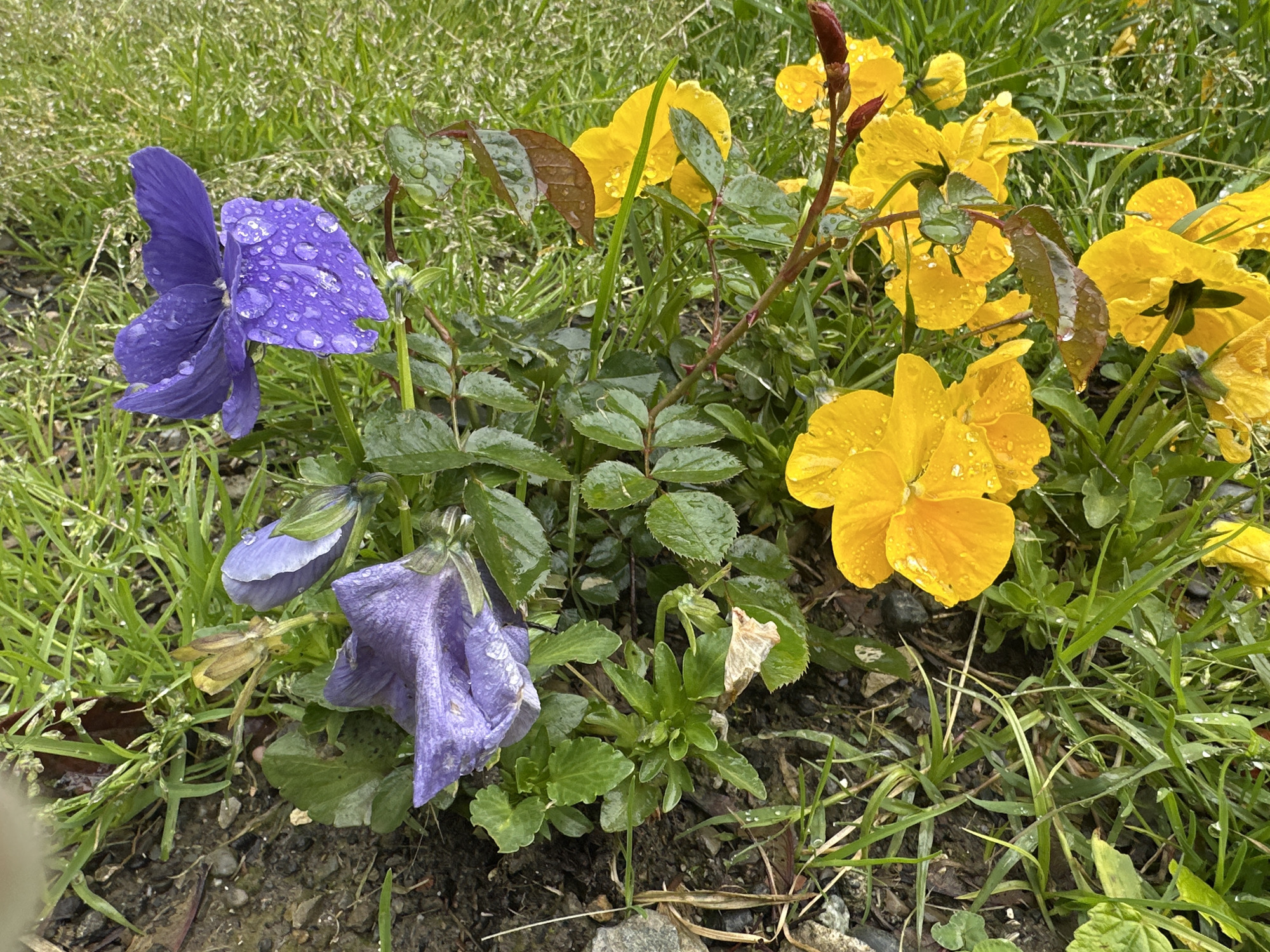 The image shows a cluster of flowers, primarily yellow and purple pansies, growing in a garden setting. The flowers are wet, likely due to rain or dew. The ground is a mix of soil, grass, and small rocks. There is no indication of this location being in Sochi, Russia.