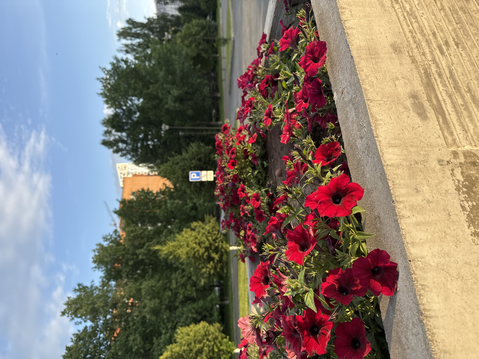 This image depicts a close-up view of a flowerbed filled with vibrant red petunias, with a concrete planter box in the foreground. The flowerbed is situated in an urban setting, likely in Izhevsk, Russia, as indicated by the presence of a blue parking sign with the letter "P" which is common in Russian cities. In the background, lush green trees line a street, and a few modern buildings are visible, suggesting a well-maintained urban park or public space. The sky is clear with a few scattered clouds, and the lighting indicates it is either early morning or late afternoon, casting a warm glow on the scene. No people are visible in the image.