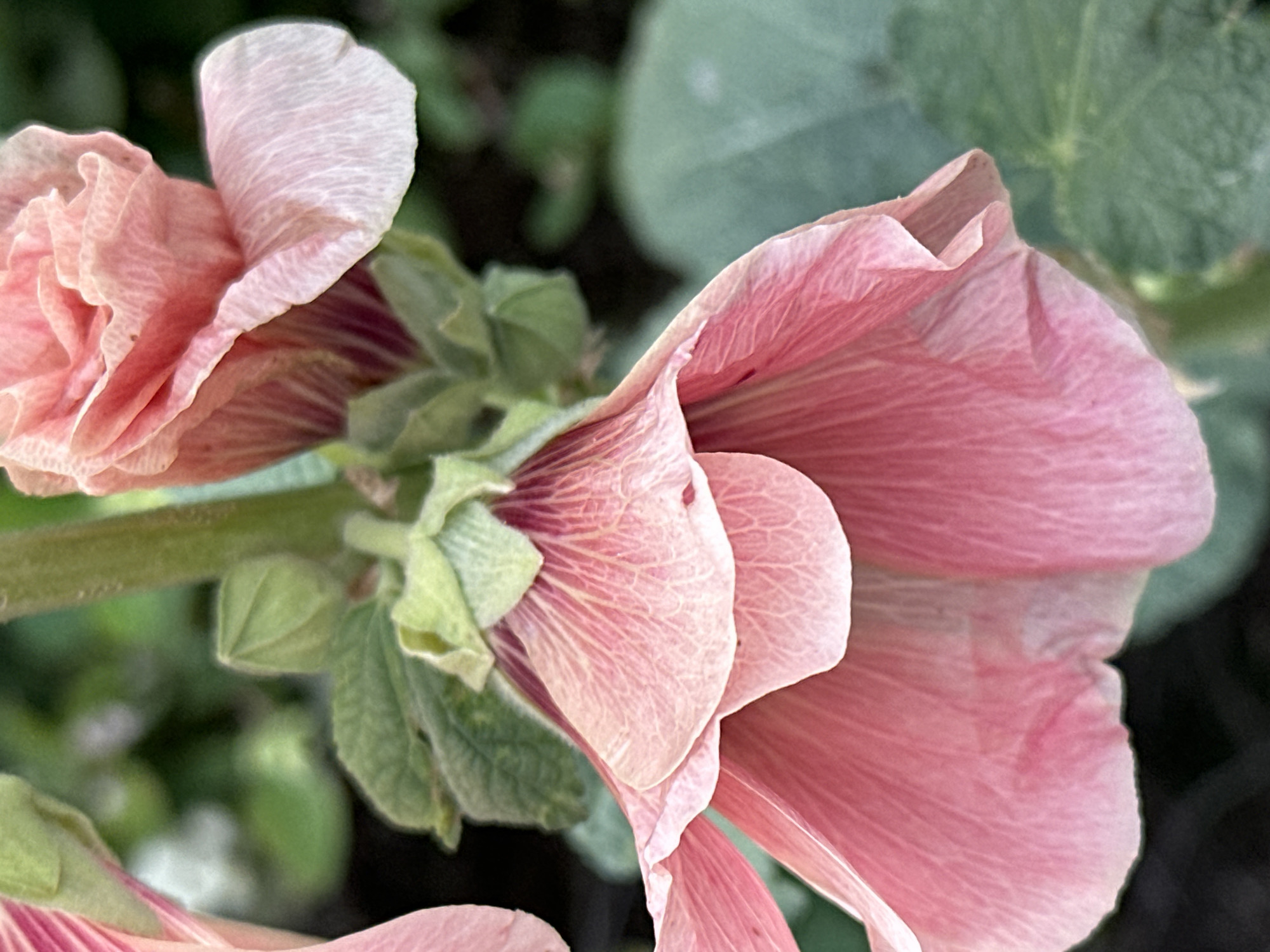 The image is a close-up, vertical shot of pink hollyhock flowers in bloom. The focus is on the delicate petals, showing their texture and subtle variations in color. Some petals are fully open, revealing their layered structure, while others are still partially closed or forming buds. The background is a blur of green foliage and the indistinct shapes of other flowers, suggesting a garden setting. There is no indication of the city of Podolsk, Russia, or any specific location. The scene is natural and serene, with no human presence or activity.