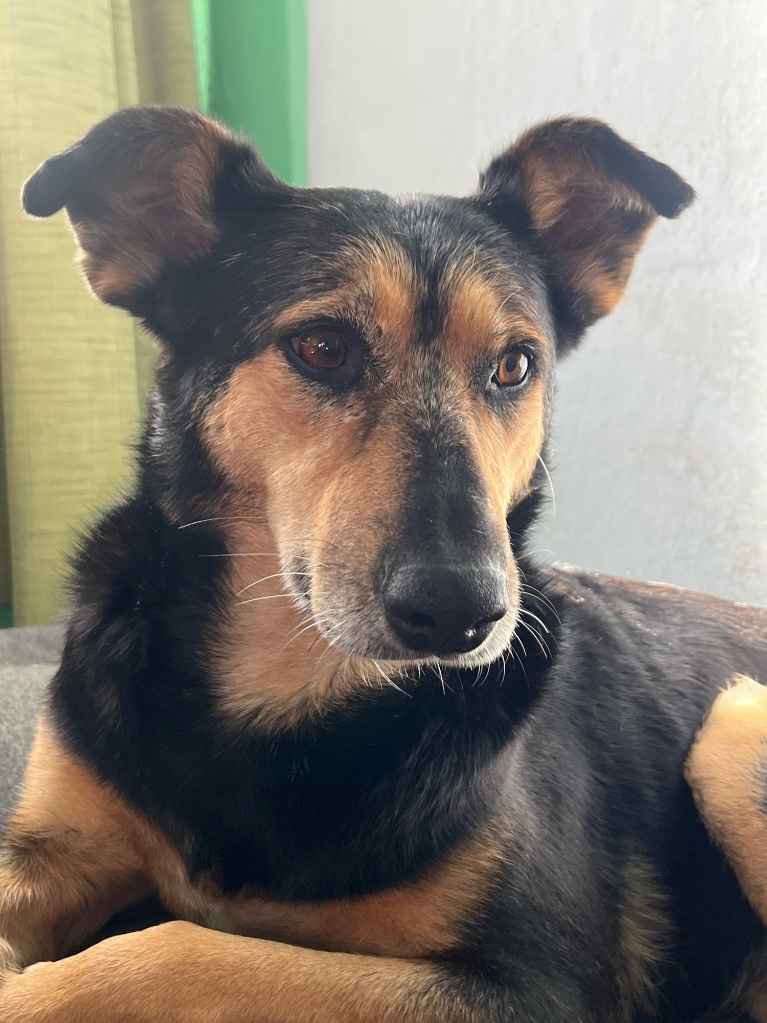 The image is a close-up, eye-level portrait of a dog, likely a mixed breed, indoors. The dog has black and tan fur, with prominent tan markings on its face and ears. Its eyes are a warm brown, and its ears are partially pricked. The dog is resting, with its head slightly turned to the right, and appears to be looking slightly off-camera. The background is softly blurred, with a hint of a green curtain or fabric on the left and a pale, textured wall on the right. The lighting suggests an indoor setting, possibly a home. The image does not contain any information that would allow for the determination of its specific location within Nizhny Tagil, Russia.