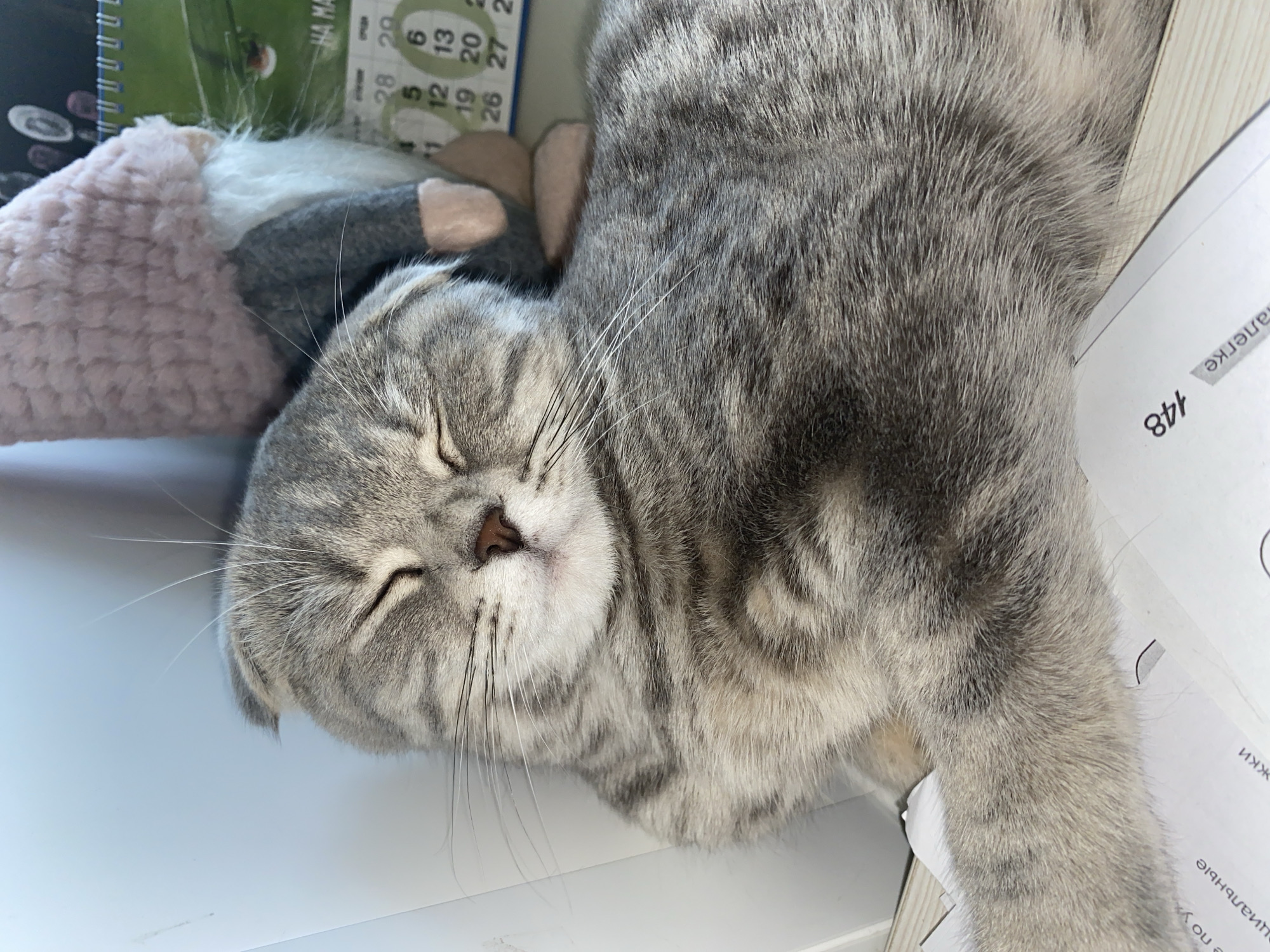 A gray tabby cat is sleeping next to a calendar and a stuffed gnome doll. The location and city of Votkinsk, Russia are not confirmed. The cat is lying on its side with its eyes closed, with its head near the doll. Part of the cat's body is resting on some papers. A calendar is visible in the background.