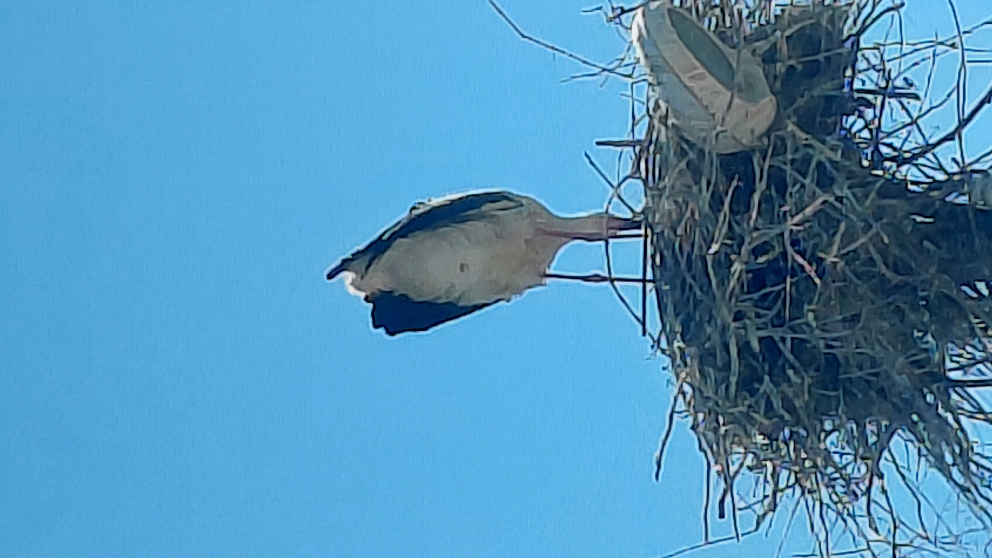 A low-angle view of a stork perched on a nest built on a utility pole against a clear blue sky. The stork has white and black plumage, and its head and long beak extend into the nest, constructed from twigs and other natural materials. A portion of another stork is visible inside the nest. The location appears to be in a developed area, indicated by the utility pole. The city of Unknown, Unknown is not specifically identifiable in the image.