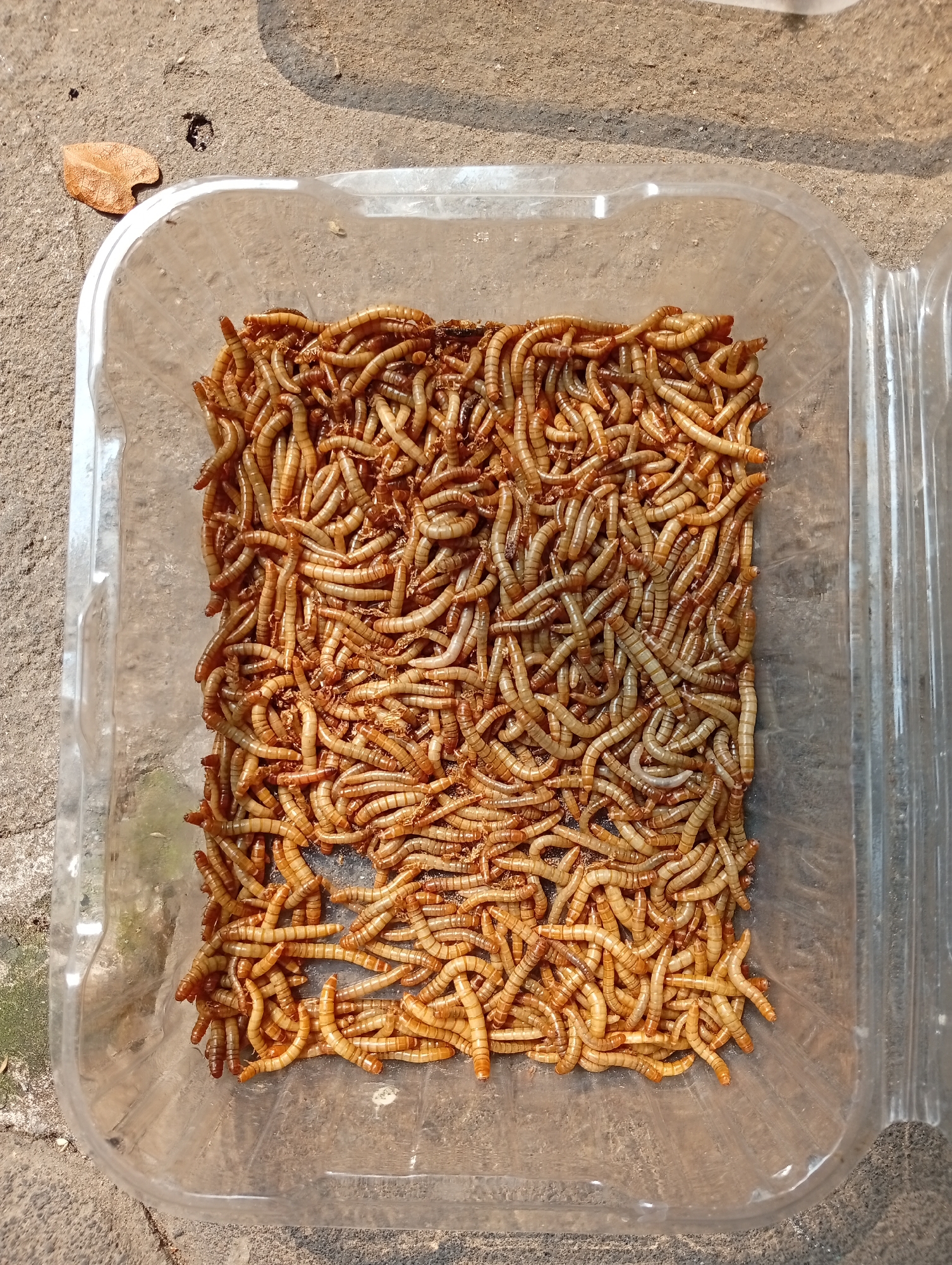 A high-angle, close-up shot shows a clear plastic container filled with a large quantity of mealworms. The mealworms are light brown to tan in color and appear to be tightly packed together within the container. The container itself is rectangular with rounded corners and is partially filled with a light-colored substrate. The container sits on a textured, gray surface, which appears to be concrete or a similar material. In the upper left corner of the image, there is a dried, brown leaf. The lighting suggests it is daytime, with sunlight casting shadows and highlighting the mealworms. The overall scene is a forensic, matter-of-fact depiction of a container of mealworms. This image was taken in Caringin, Indonesia.