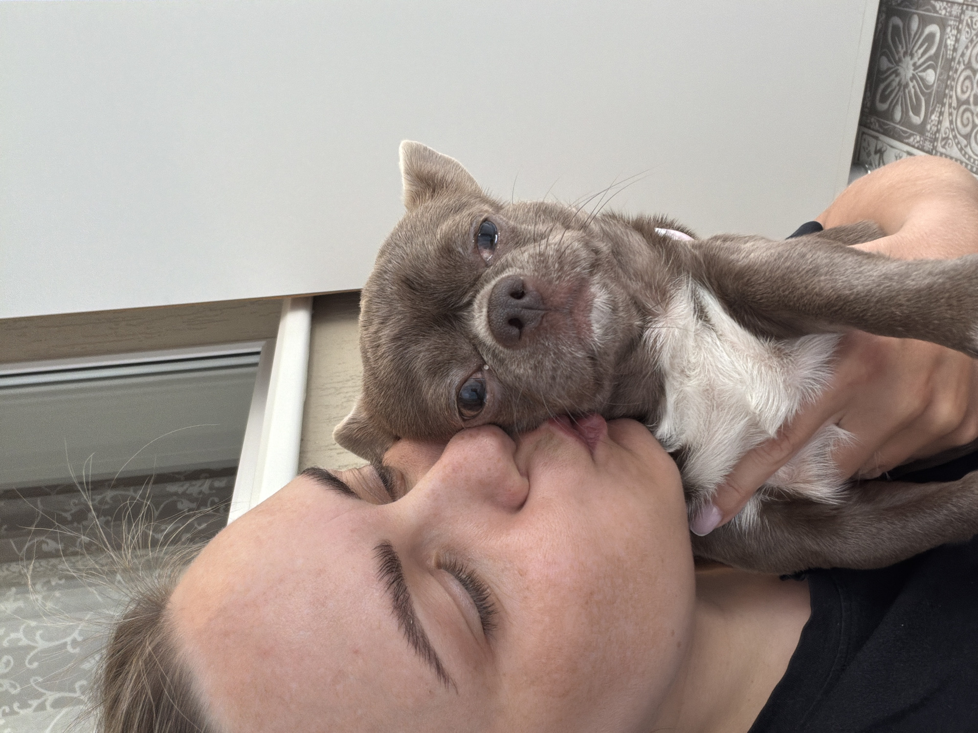A woman is holding a chihuahua dog and kissing it. The woman has light skin, closed eyes, and dark eyebrows. The dog is light brown with white markings on its chest and paws. It has its tongue extended, near the woman's face. A hand holds the dog in place. The background includes a white wall or cabinet, a window, and a patterned tile wall. The city of Votkinsk, Russia, cannot be confirmed from the image.