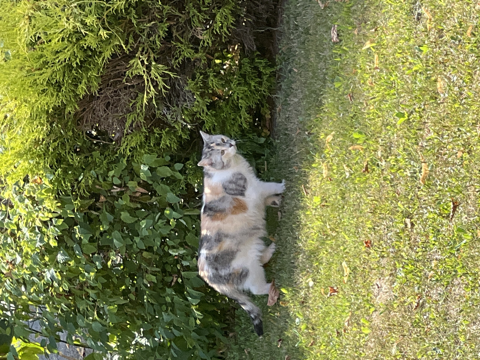 An adult calico cat stands on a grassy lawn in front of a dense green hedge on a sunny day. The cat is facing left, with its head turned towards the right, looking out of frame. Its fur is a mix of white, grey, orange, and black patches. The grass is green with scattered brown leaves. The hedge behind the cat is a mix of broadleaf and coniferous foliage.