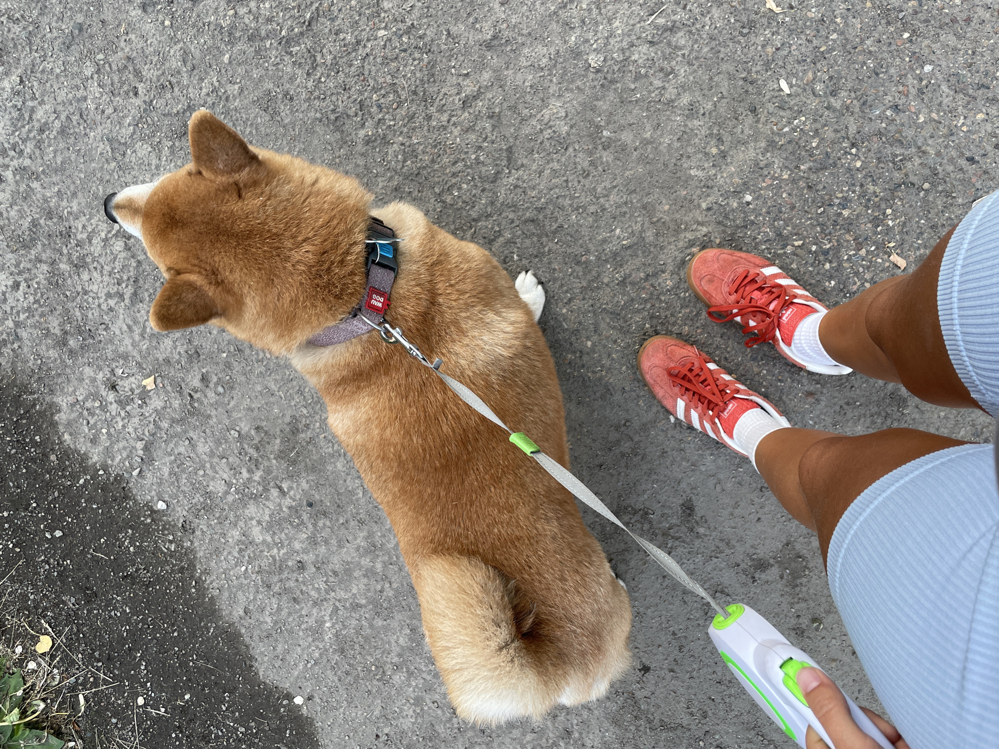 A Shiba Inu dog on a leash is being walked by its owner on a paved surface. The dog is facing away from the camera, looking upwards, and its tail is curled over its back. The owner is wearing light blue shorts and red Adidas sneakers. The leash is a retractable type with a green and white handle. The environment appears to be an urban outdoor setting, possibly a sidewalk or park path. The ground is made of asphalt and concrete with some scattered debris. There is some green foliage visible in the upper left corner. The overall lighting suggests it is daytime.