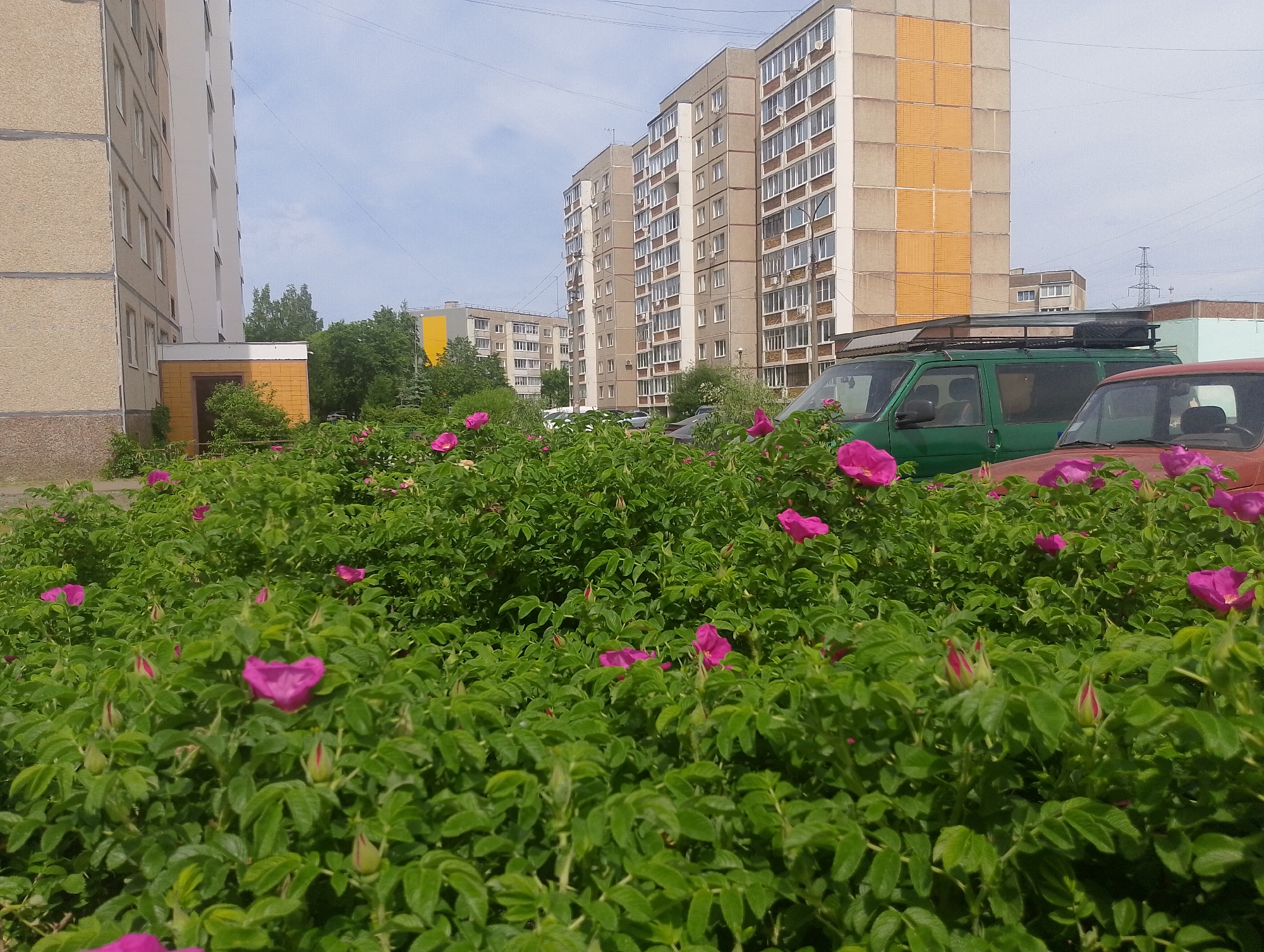The image depicts a residential area in the city of Chaikovsky, Russia. In the foreground is a dense bush of flowering Rosa rugosa, also known as rugosa rose, with bright pink blossoms and lush green foliage. Behind the bush, two vehicles are partially visible: a green van with a roof rack and a red car. In the background, there are several multi-story apartment buildings, typical of Soviet-era construction, with concrete panels and rows of windows. The sky is overcast with a pale blue color. An overhead power line is visible. The overall impression is that of a quiet, urban residential neighborhood.