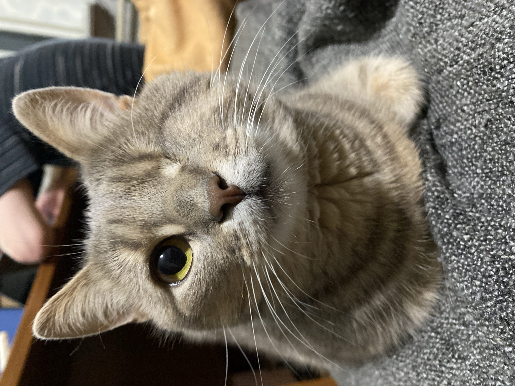 A close-up, head-on, medium shot captures a tabby cat with a missing left eye. The cat is looking directly at the camera. Its fur is a mix of grey, brown, and black stripes, with white whiskers and a pink nose. The visible right eye is a bright yellow. The cat is resting on a textured, dark grey blanket. In the blurred background, a person wearing a dark, ribbed sweater is visible, and a wooden surface with a blue object can be seen. The scene is indoors, with warm lighting.