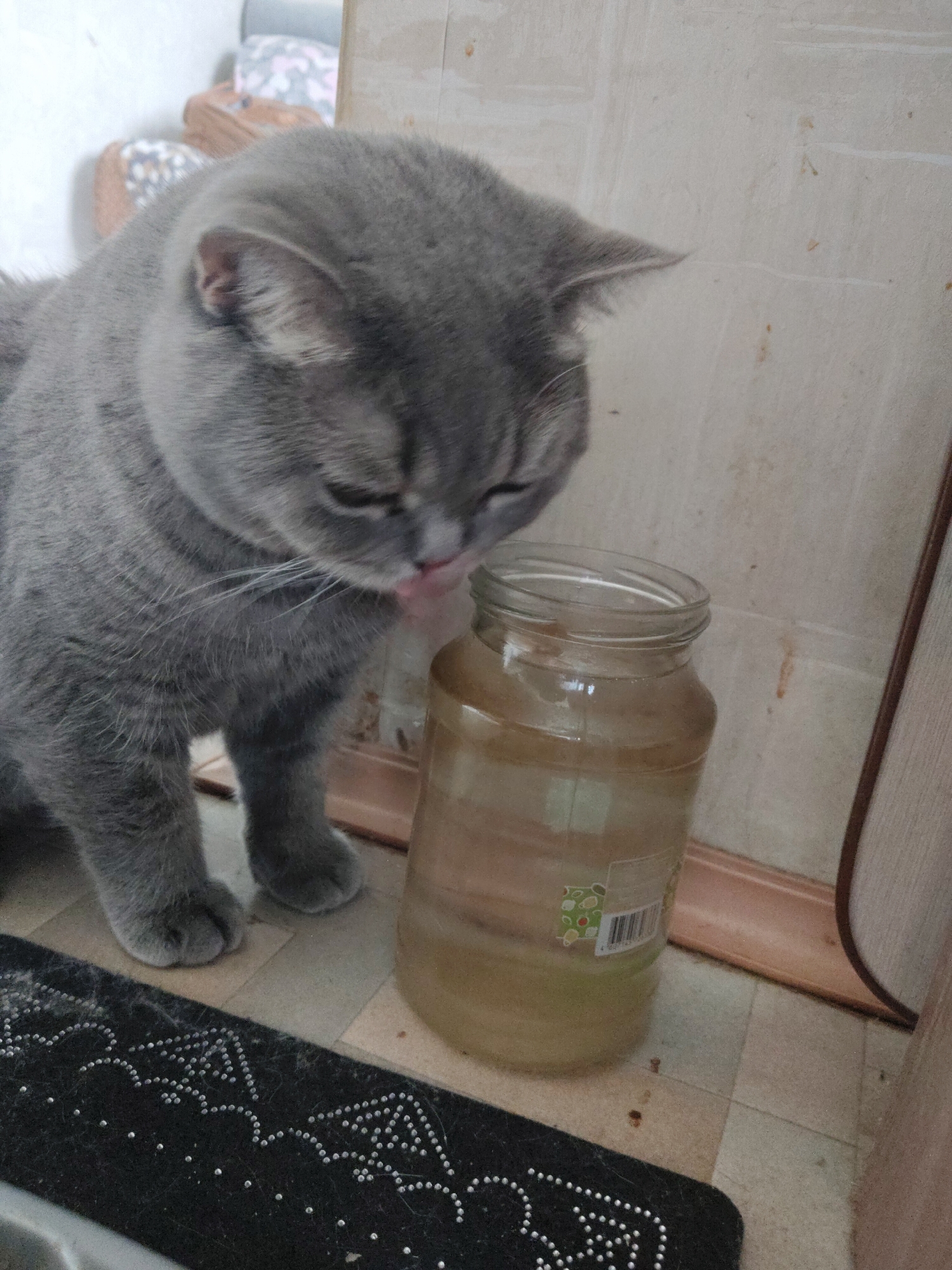 A gray cat licks the outside of a transparent glass jar containing a yellow liquid. The cat is positioned on a tiled floor next to a dark mat with white decorative elements. The jar has a white label on its lower portion. A wall with a brown border is behind the cat and the jar. The location appears to be indoors.