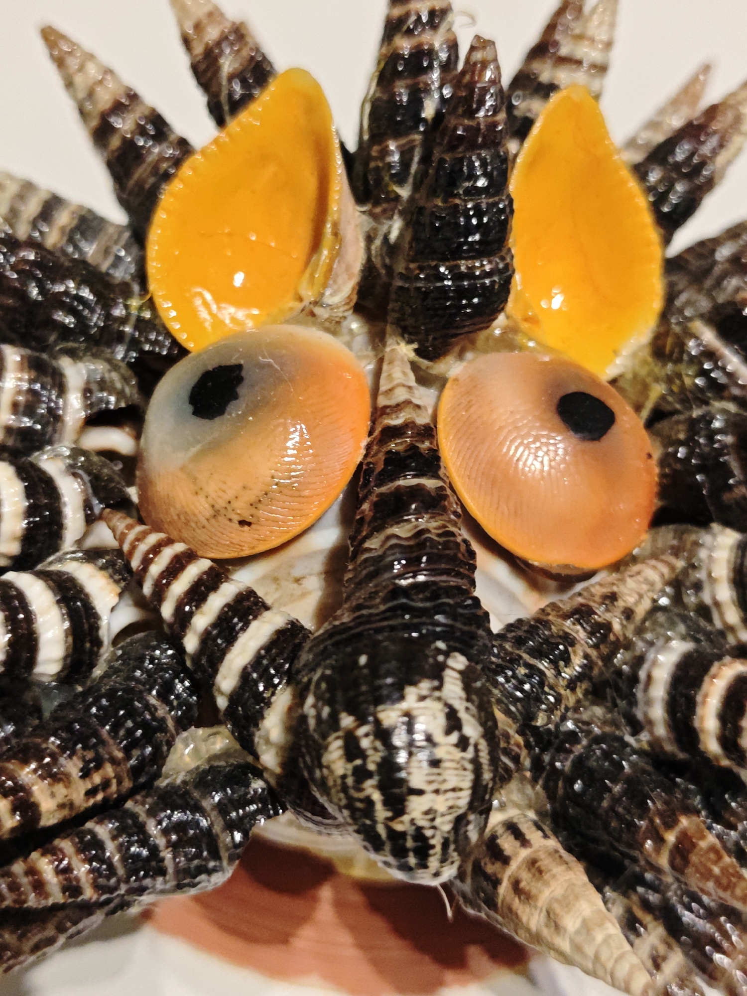 The image shows a close-up, overhead view of a collection of periwinkle snails arranged in a circular pattern on a white surface. The snails are primarily black and white striped, with some appearing darker and almost entirely black. Two of the snails are open, revealing their orange flesh and a black pupil-like spot, resembling eyes. The shells of the snails are conical and textured. The lighting in the image is bright, highlighting the shiny surfaces of the shells and the glistening flesh of the open snails. The background is a plain white surface, possibly a plate or table, with a subtle orange hue at the bottom of the frame suggesting a shadow or a colored surface. There is no indication of the city of Shcherbinka, Russia, or any people or actions occurring in the scene.