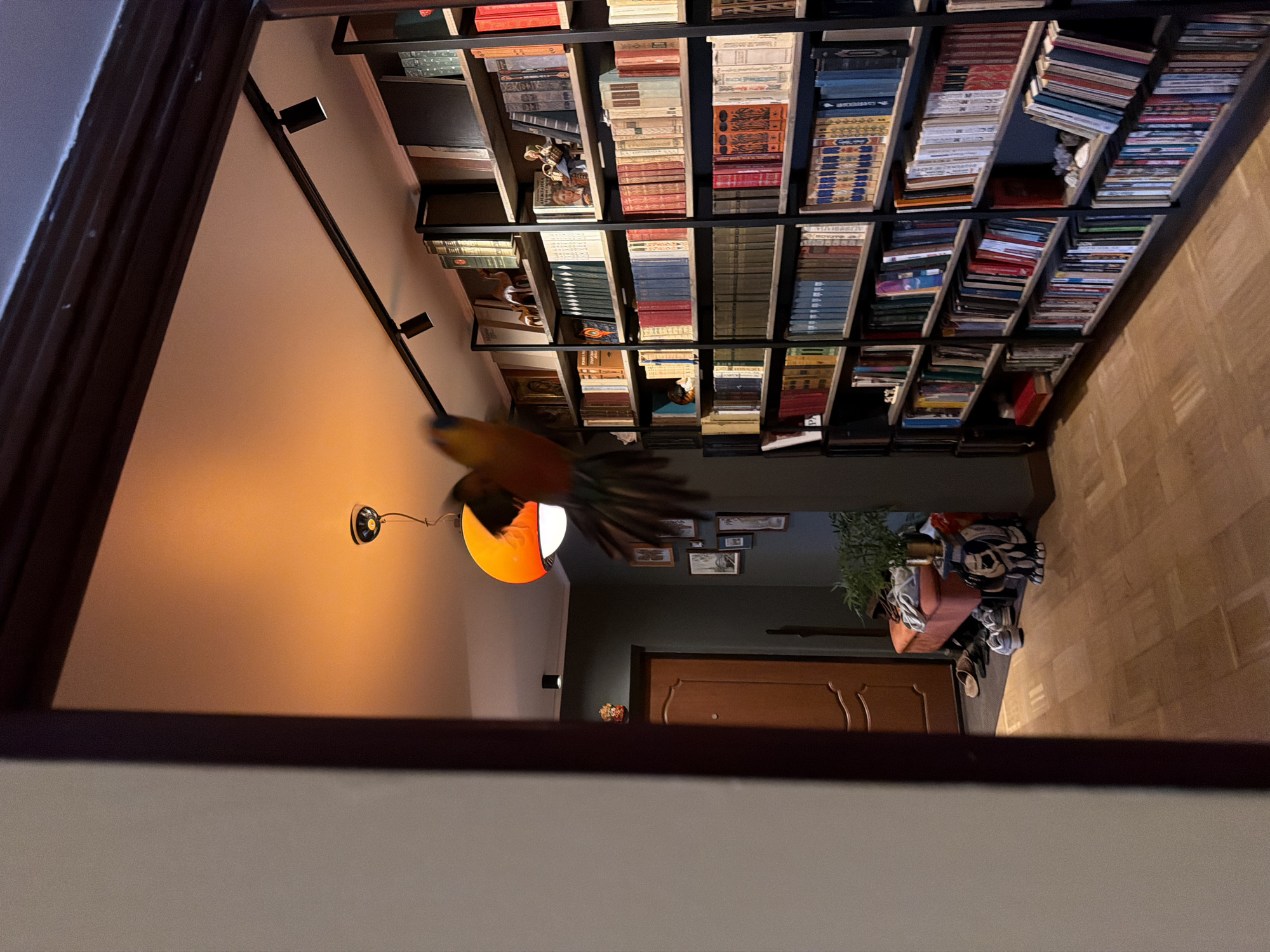 The image shows an indoor scene, likely a living room or hallway, in Khimki, Russia. The perspective is from a high angle, looking down. Dominating the frame is a tall, multi-tiered bookshelf filled with numerous books. The books are arranged in various orientations, some standing upright, others stacked horizontally, and a few are leaning. The bookshelf itself appears to be made of dark wood or metal.
In the foreground, a bright orange pendant lamp hangs from the ceiling, casting a warm glow on the wall. Partially visible in the lower left corner of the image is what appears to be a bird with colorful plumage, its wings spread as if in flight.
The scene includes a wooden door in the background and part of a wooden floor. Near the door, there is a collection of items, including what looks like a shoe rack with shoes, a potted plant, and some bags. Several framed pictures hang on the wall above the door and plant. The lighting suggests it is likely evening or nighttime, as the artificial lights are prominent. The overall atmosphere seems calm and domestic. No discernible text is visible in the image.