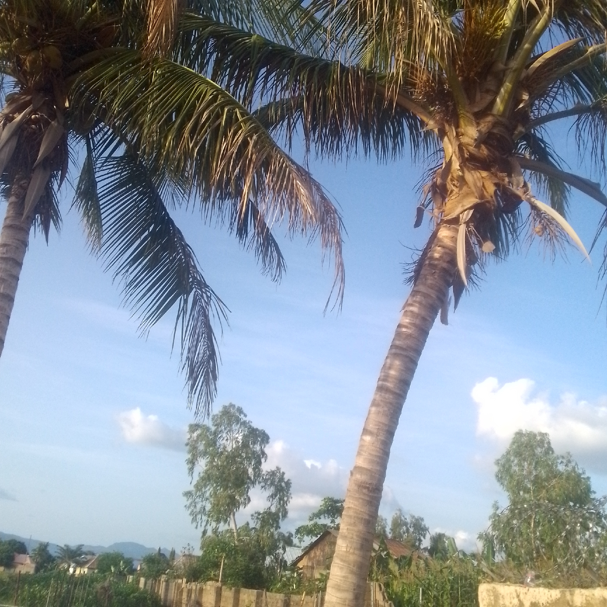 Two tall coconut trees dominate the foreground of this image, their fronds reaching towards a clear blue sky. The tree on the right is angled, its rough, textured bark a prominent feature. The other coconut tree, on the left, is partially visible. In the background, a lush green landscape unfolds with various trees and vegetation. A few scattered clouds drift across the sky, suggesting fair weather.
Beneath the trees, a glimpse of a settlement can be seen, with the rooftops of houses peeking through the greenery. A low wall, possibly a fence, runs horizontally across the mid-ground, separating the viewer from the dwellings. The presence of these houses and the dense vegetation suggests a rural or semi-rural setting. The overall impression is one of a serene, tropical environment.
The lighting suggests it is daytime, likely mid-morning or late afternoon, as the sun casts soft shadows and illuminates the scene evenly. There are no visible people or specific activities taking place; the image captures a static moment in time. The location context of Jalingo, Nigeria, aligns with the visual cues of tropical vegetation and climate. No text is visible in the image.