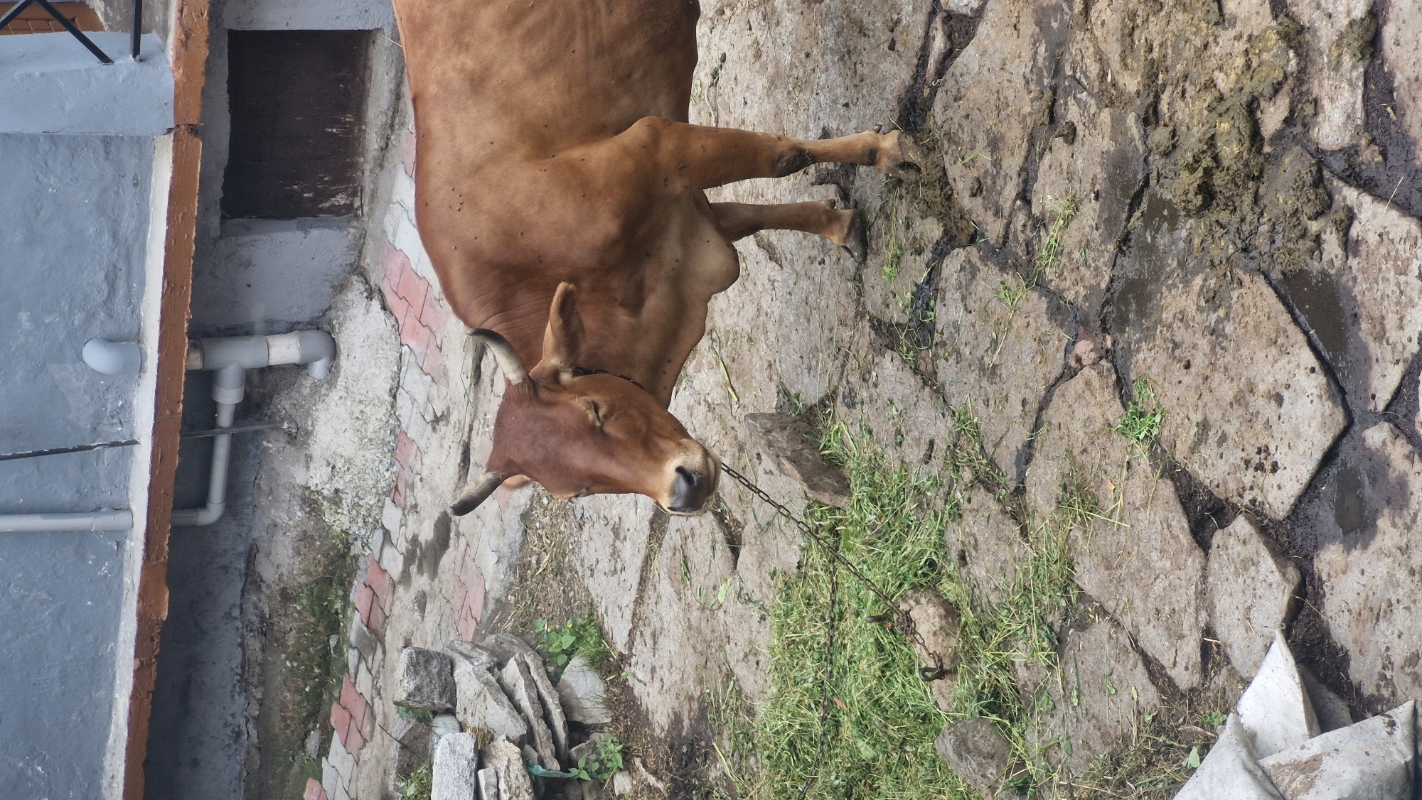A brown cow stands on a cobbled ground in the city of Vashisht, India. The cow is tethered by a chain around its neck, which is attached to a metal ring on the ground. The cow is facing towards the left of the frame, with its eyes closed. The ground is made of uneven stone slabs and there is some green grass growing between the stones. In the background, there is a grey wall with some pipes and a wooden beam. The overall scene depicts an outdoor environment, possibly a rural or semi-urban area.