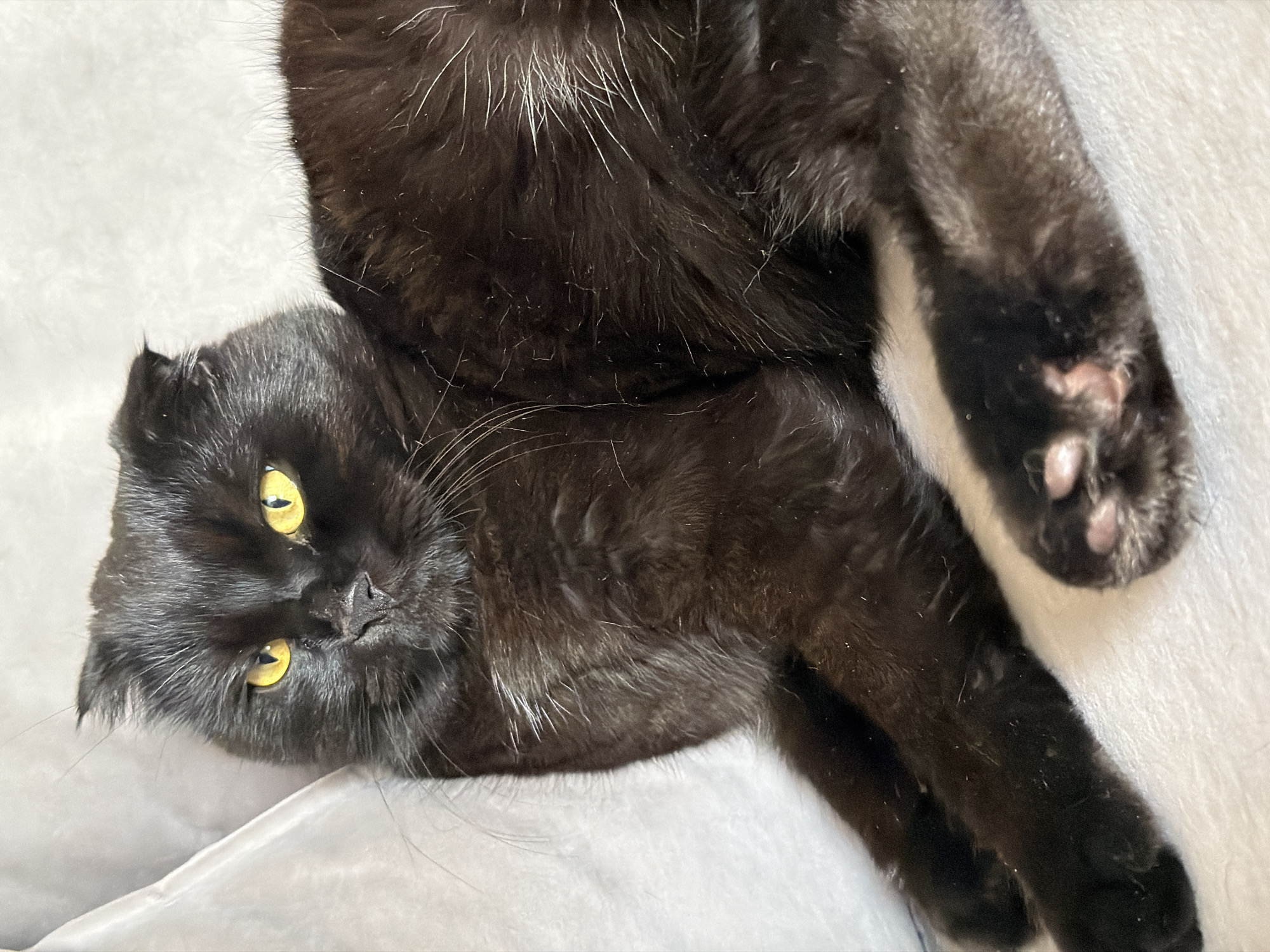 A black Scottish Fold cat with bright yellow eyes is lying on a light-colored textured surface, possibly a blanket or sofa. The cat's ears are folded forward. Its paws are visible, with pink toe beans on one paw. The background is soft and out of focus. The image shows the cat in a relaxed, indoor setting. There are no people or other animals present. The location is not identifiable as Tsiolkovsky, Russia.