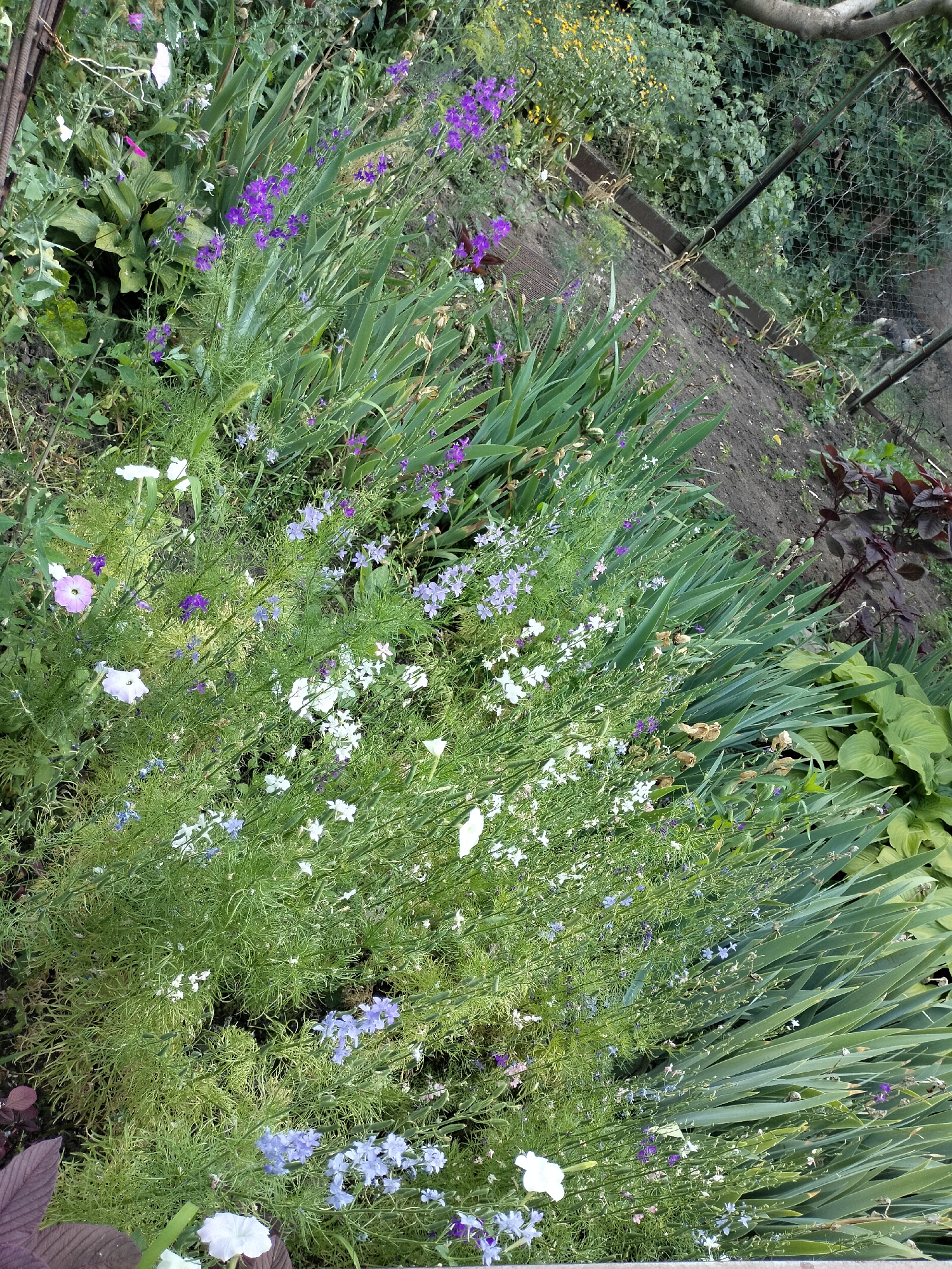 A high-angle shot captures a vibrant garden bed filled with a variety of flowering plants and lush greenery. In the foreground, delicate purple and white flowers, possibly delphiniums and white petunias, are interspersed with feathery green foliage. Taller, sword-like green leaves, likely from iris plants, fan out on the right side of the frame. Behind the flowers, more dense green foliage and some plants with deep burgundy leaves are visible. The ground appears to be dark soil, with a rough, raised border along the bottom edge of the image. In the background, a chain-link fence runs horizontally, with a tree branch arching over it. Beyond the fence, more greenery and some yellow flowers can be seen, suggesting a densely planted area. The overall impression is one of a well-tended, naturalistic garden scene, likely in a residential setting. The lighting suggests it is daytime, possibly late morning or early afternoon, with diffused sunlight. There are no people or text visible in the image. The setting is consistent with a garden in Kryvyi Rih, Ukraine.