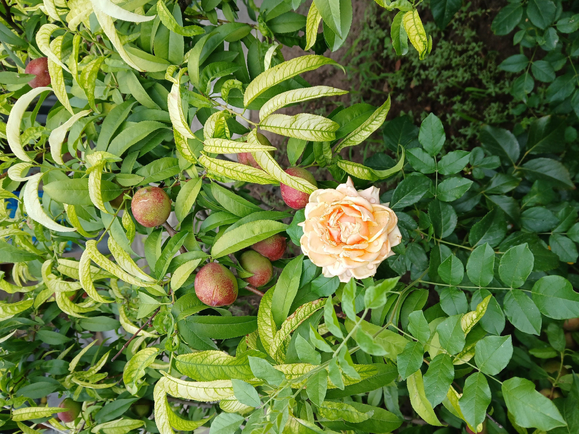 A close-up, eye-level shot captures a peach tree with ripening fruit and a blooming peach-colored rose. The tree's branches are laden with green leaves, some of which are tinged with yellow, indicating potential nutrient deficiency or stress. Several small, round peaches, showing hints of red blush, are visible amongst the foliage. A single, delicate rose with multiple petals in shades of peach and cream is positioned in the lower center of the frame, its bloom slightly tilted. The background consists of out-of-focus greenery and dark soil, suggesting an outdoor garden setting in Коктал, Kazakhstan. No people are present in the image.