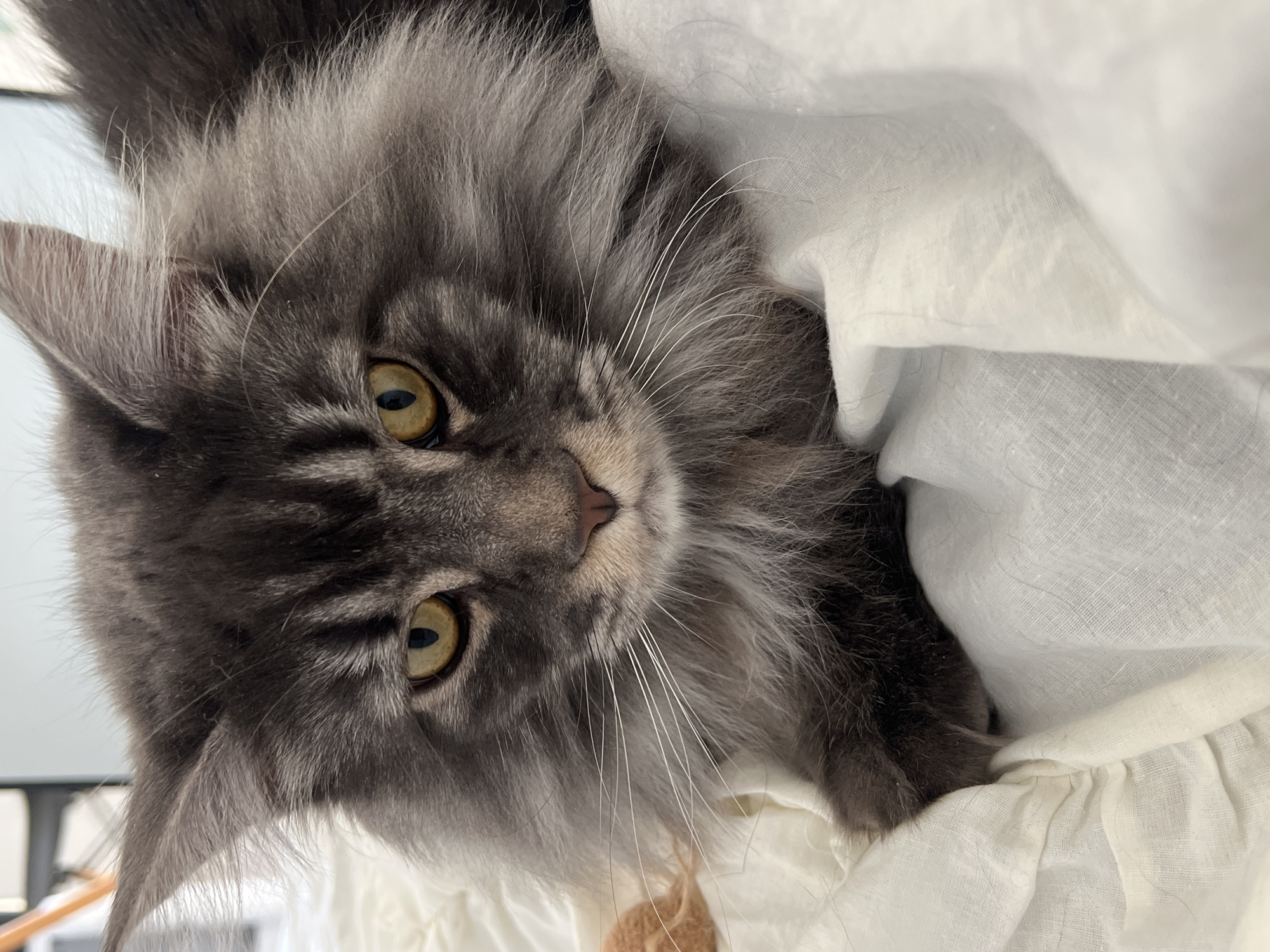 A gray Maine Coon cat with yellow eyes is lying on a white fabric surface. The cat's head is tilted, and it is looking directly at the camera. Its long white whiskers are visible. The cat is partially covered by the white fabric. No information in the image relates to the city of Ternopil, Ukraine.