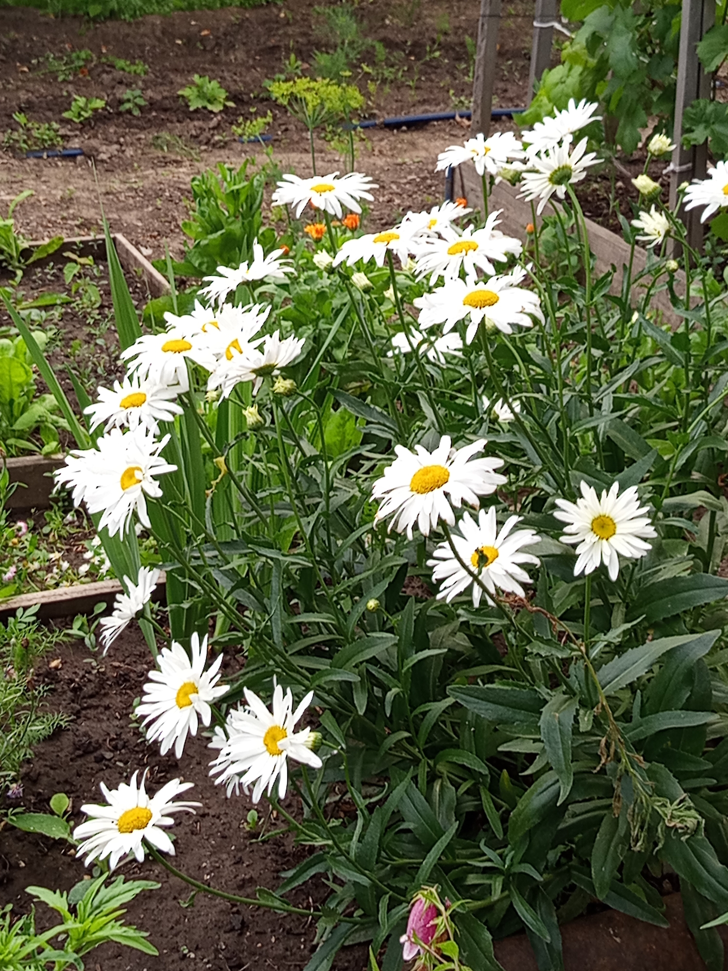 A cluster of white daisies with yellow centers are in full bloom in a garden. The daisies are the main subject, filling the foreground and mid-ground of the image. They are of various sizes and stages of bloom, with some fully open and others just beginning to open. The flowers have delicate white petals radiating from a bright yellow disc. Green stems and leaves surround the flowers, creating a lush and vibrant contrast.
In the background, the garden bed appears to be tilled soil, with some dry leaves scattered on the ground. There are hints of other plants and vegetation, including some taller, thinner plants and some leafy greens. A wooden border or raised garden bed is visible to the left and right. In the upper right corner, parts of a wooden trellis or fence can be seen, with green leaves of a climbing plant visible.
The lighting suggests it is daytime, likely with overcast or diffused sunlight, as there are no strong shadows. The overall impression is of a peaceful and thriving garden scene. There is no visible text in the image.