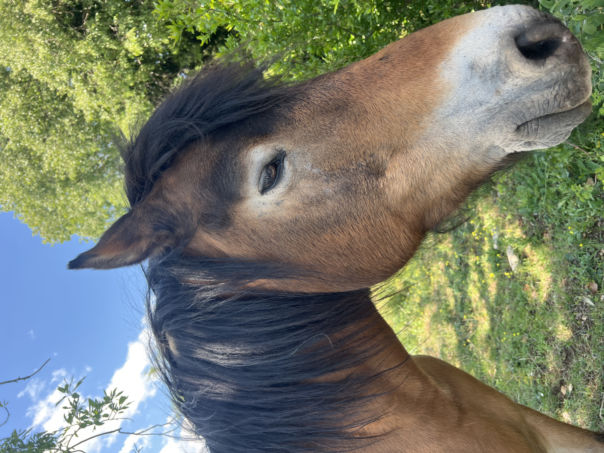 A close-up, side-view photograph shows the head and upper neck of a brown horse. The horse has a dark brown mane and a gray muzzle. The horse is outdoors, with green foliage visible in the background. A patch of sky is visible in the background. The photograph was likely taken in a rural area, given the presence of the horse and vegetation. The location in the city of Luštica, Montenegro, is not directly evident from the image, but is an information that was added.
