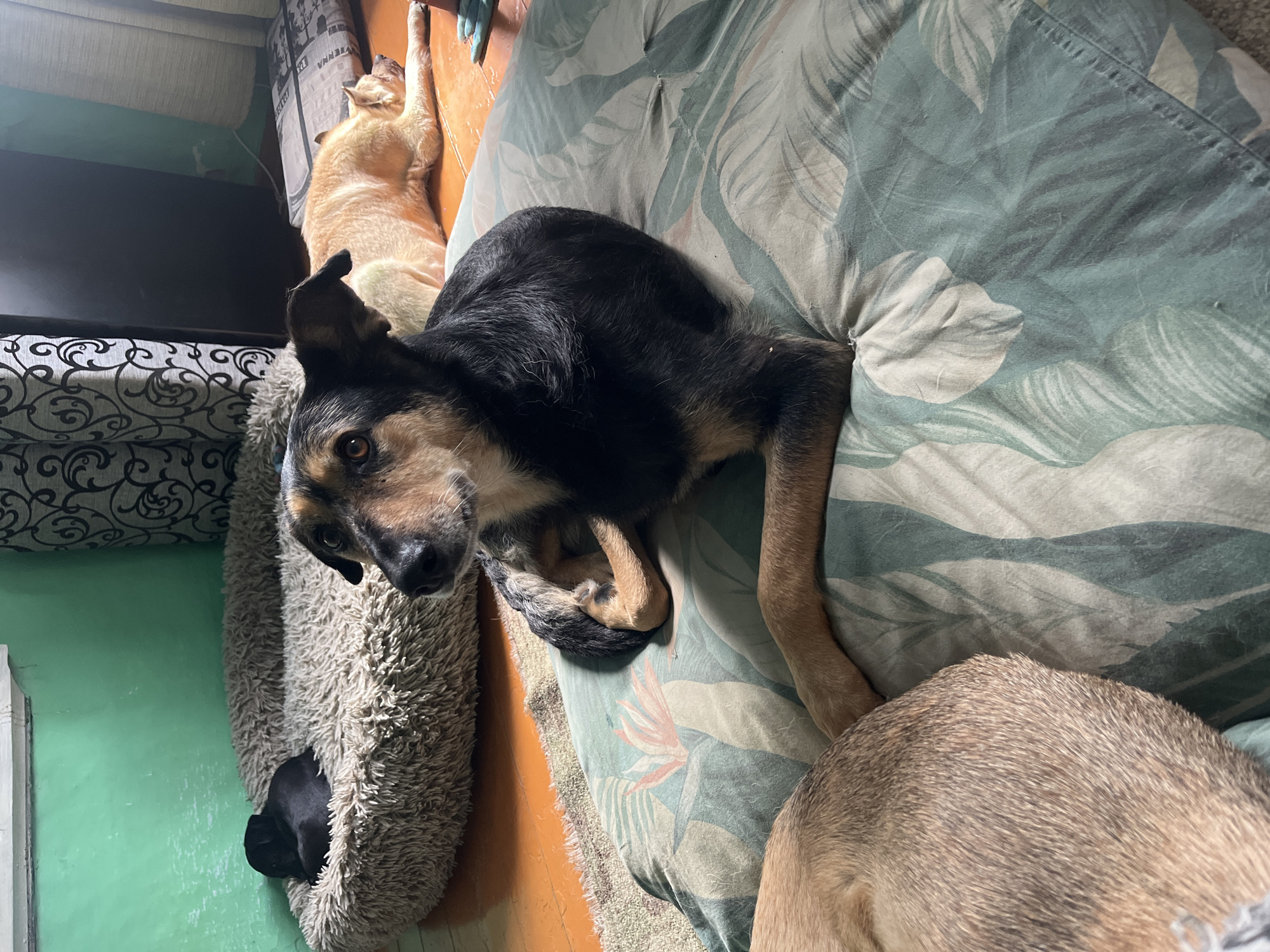 In this media file, the subjects are three dogs resting on various surfaces within what appears to be a home. One dog, predominantly black and tan, is lying on its side on a bed with a tropical leaf pattern. Its head is turned towards the viewer, with its eyes open and alert. Another dog, light tan in color, is lying on the floor, stretched out with its paws extended. The third dog, mostly tan with darker fur on its back, is partially visible in the foreground, resting on the same leaf-patterned bed as the black and tan dog. A small black dog is nestled within a fluffy, circular dog bed in the lower left corner of the image.
The scene suggests a relaxed atmosphere, possibly late morning or afternoon, given the indoor lighting. The dogs appear calm and comfortable. The setting includes elements of a living space, with patterned upholstery visible on a sofa or chair to the left, and what looks like a wooden floor. The walls appear to be painted a light green. There is no visible text in the image. The location context provided is Nizhny Tagil, Russia, though no specific visual cues in the image confirm this. The overall impression is one of domestic comfort and peaceful canine companionship.