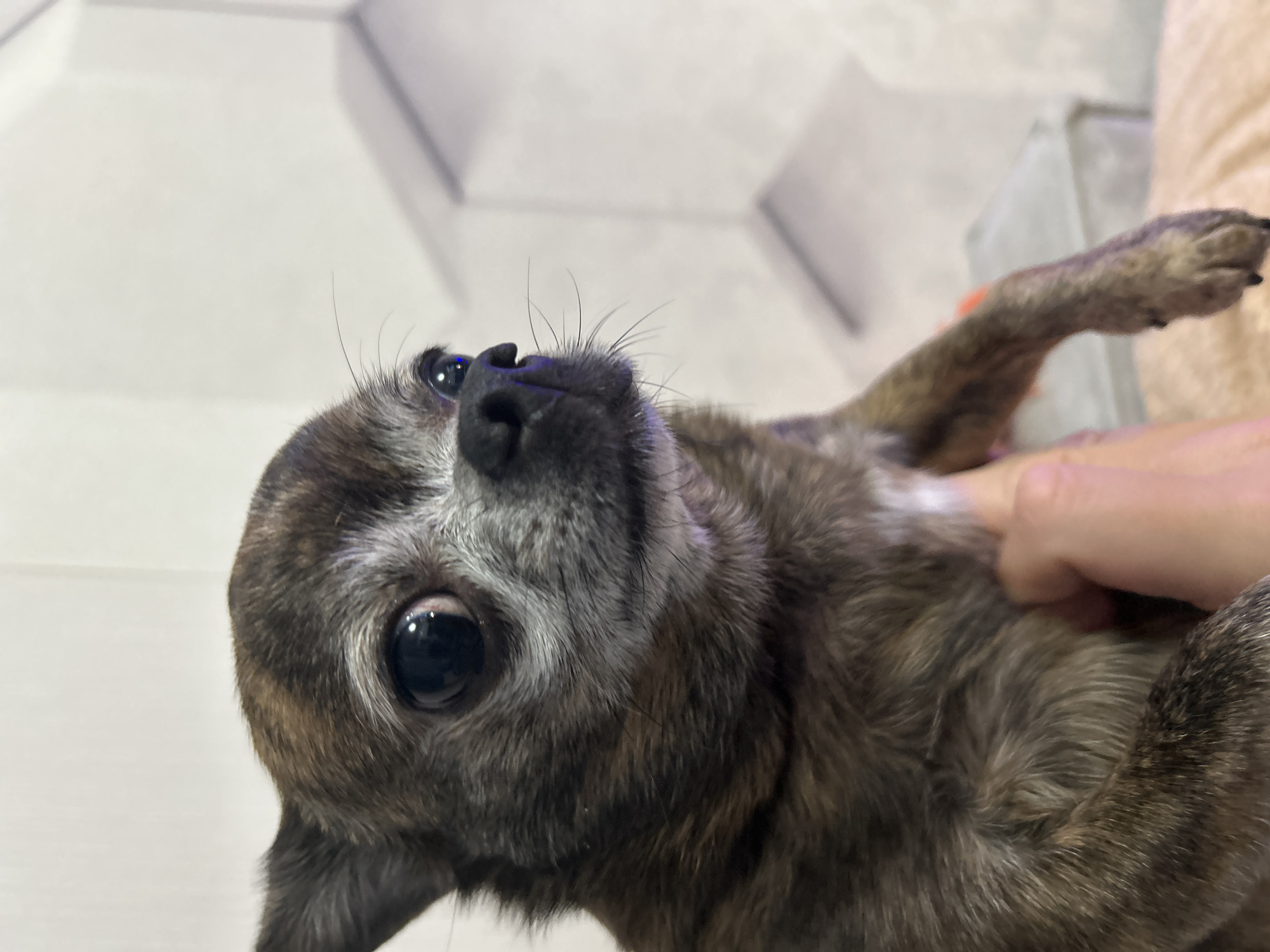 This is a close-up, eye-level, portrait-style photograph of a small, brindle-colored chihuahua dog. The dog is being held by a person's hand, visible in the lower portion of the frame. The dog's face is the primary focus, with its large, dark eyes and black nose clearly visible. The background consists of a light-colored wall with a subtle textured pattern, possibly wallpaper. The lighting is soft, with some blueish reflections visible on the dog's nose. The dog appears to be looking slightly to the right of the camera. The environment suggests an indoor setting, likely a home. There is no discernible indication of the city of Мирный, Russia within the image itself.
