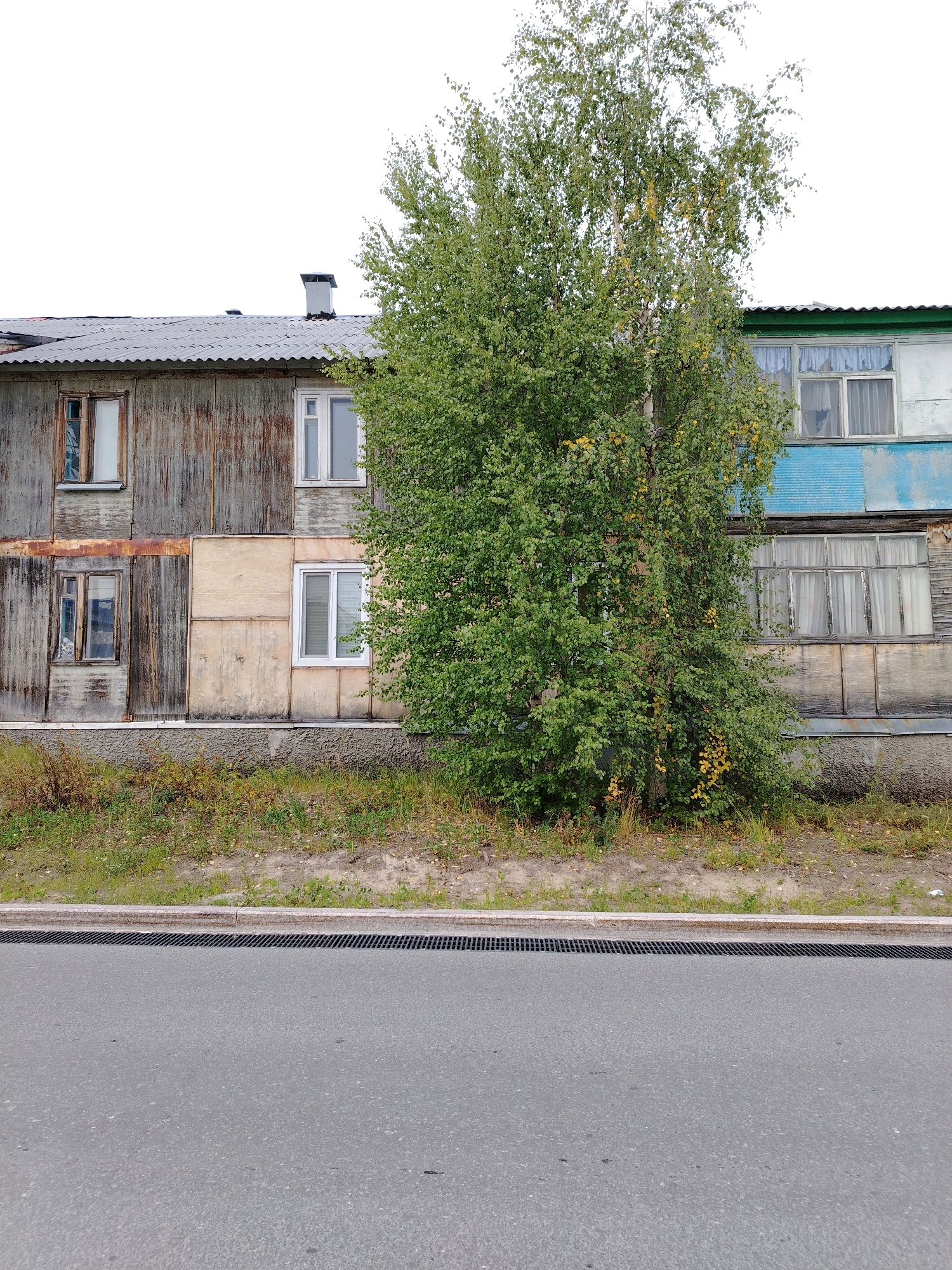 The image shows the exterior of a two-story apartment building in Muravlenko, Russia. The building appears to be old and somewhat dilapidated, with weathered wooden siding and a corrugated metal roof. The windows are of various sizes and styles, some with curtains visible. A large green tree with yellowing leaves stands prominently in front of the building, partially obscuring some of the windows. The ground in front of the building is covered with dry grass and weeds, with a strip of bare earth visible near the road. A drainage grate runs along the edge of the asphalt road, which occupies the foreground of the image. The sky is overcast and white, providing a neutral background. There are no people or animals visible in the image, and no specific actions or interactions are depicted. The overall impression is one of a quiet, somewhat neglected urban environment.