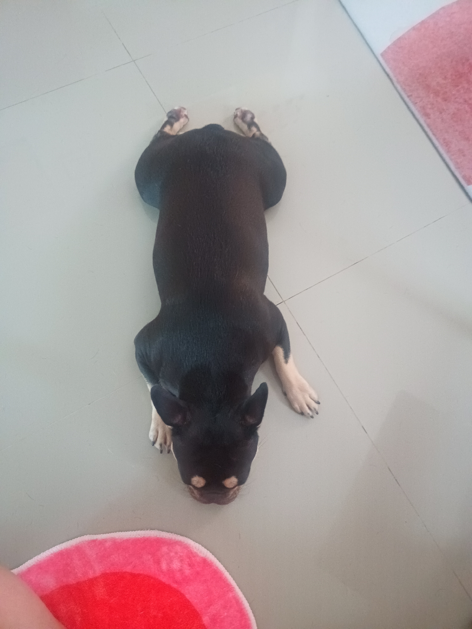 A black and tan short-haired dog is lying belly-down on a tile floor. The dog is oriented vertically in the image with its head towards the bottom and its rear towards the top. The dog's legs are splayed out to the sides. There is a pink rug in the lower left corner of the image and a pink rug in the upper right corner of the image. The image appears to be taken indoors, likely in a home, located in Ban Nong Khon, Thailand.