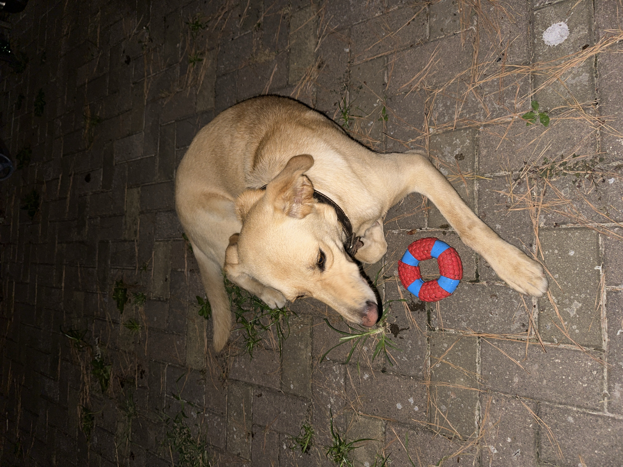 A tan dog lies on a cobblestone patio at night, next to a red and blue ring-shaped toy. The dog is facing left, with its head down and eyes looking away from the camera. Its tail is curled up. Scattered on the patio are pine needles and some small green plants. The scene appears to be in a residential area, possibly a backyard or patio, given the presence of the dog and toy, and the overall informal setting. No specific landmarks or features are visible to confirm a location within Sochi, Russia.