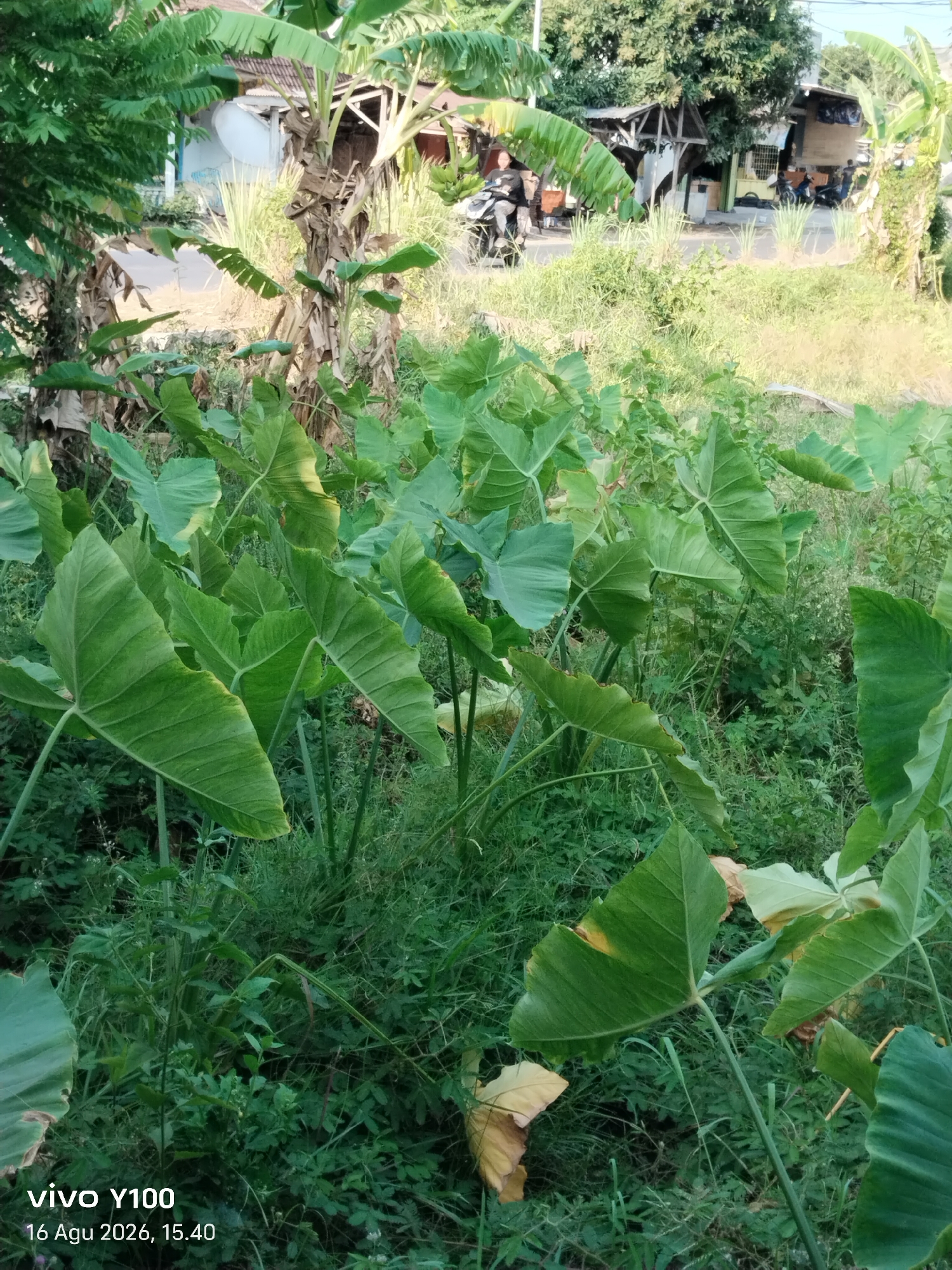 The image depicts a roadside scene in Kendit, Indonesia, characterized by dense foliage and a rural atmosphere. In the foreground, large, vibrant green elephant ear plants dominate, their broad leaves creating a lush canopy. Behind them, a dirt road is visible, with several people on motorcycles and a small yellow cart parked along the side. Buildings with simple structures and corrugated roofs are also present, suggesting a residential or commercial area. The background is filled with more vegetation, including banana trees and tall grasses, blending into the natural landscape. The overall impression is one of a community situated within a tropical environment, with daily life unfolding along the unpaved road. The timestamp "16 Agu 2026, 15.40" and "vivo Y100" at the bottom left corner indicates the photo was taken with a Vivo Y100 phone on August 16, 2026, at 3:40 PM.