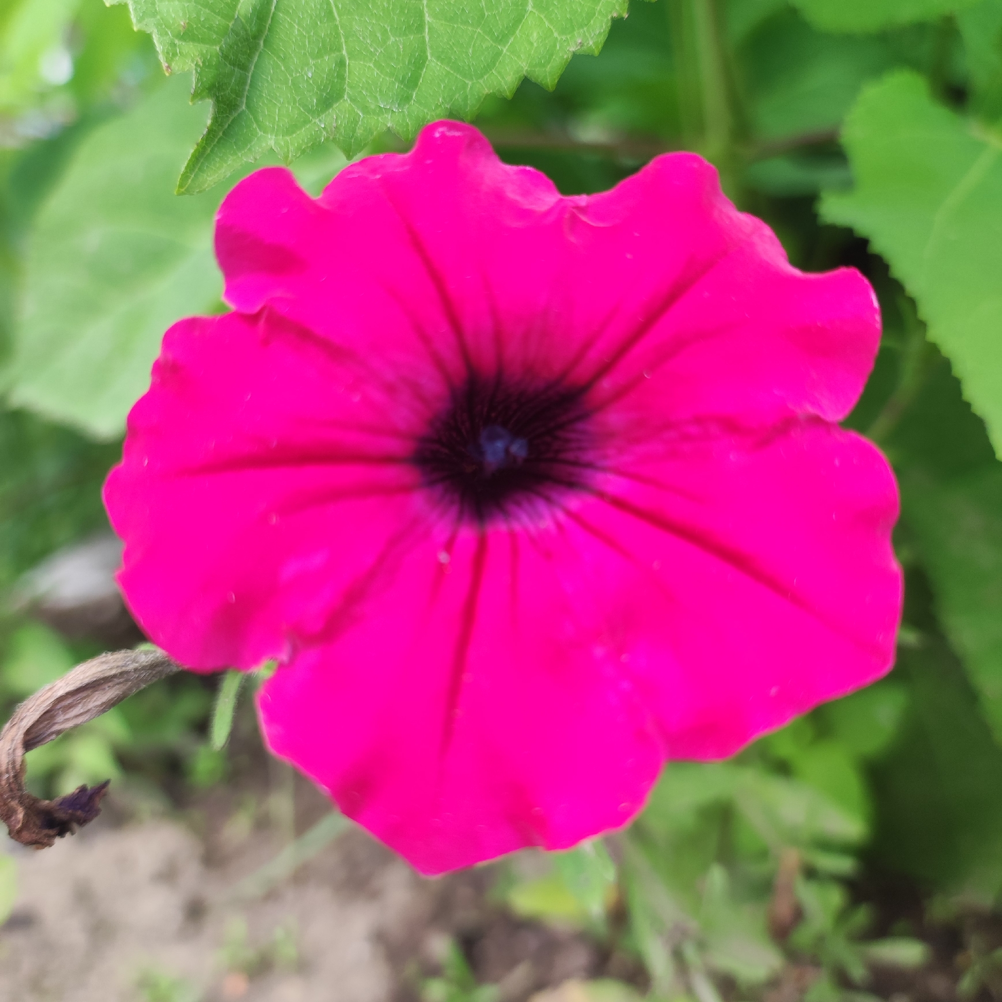 A vibrant pink petunia flower is in full bloom, its petals forming a trumpet shape with a deep, dark center. The flower is the central focus of the image, surrounded by lush green foliage. To the left, a dried, brown stem curls downwards, hinting at the cycle of growth and decay. The background is softly blurred, suggesting an outdoor setting, likely a garden or park. The image composition emphasizes the delicate beauty of the flower against the natural backdrop. This scene could be found in a garden within the city of Navoloki, Russia.