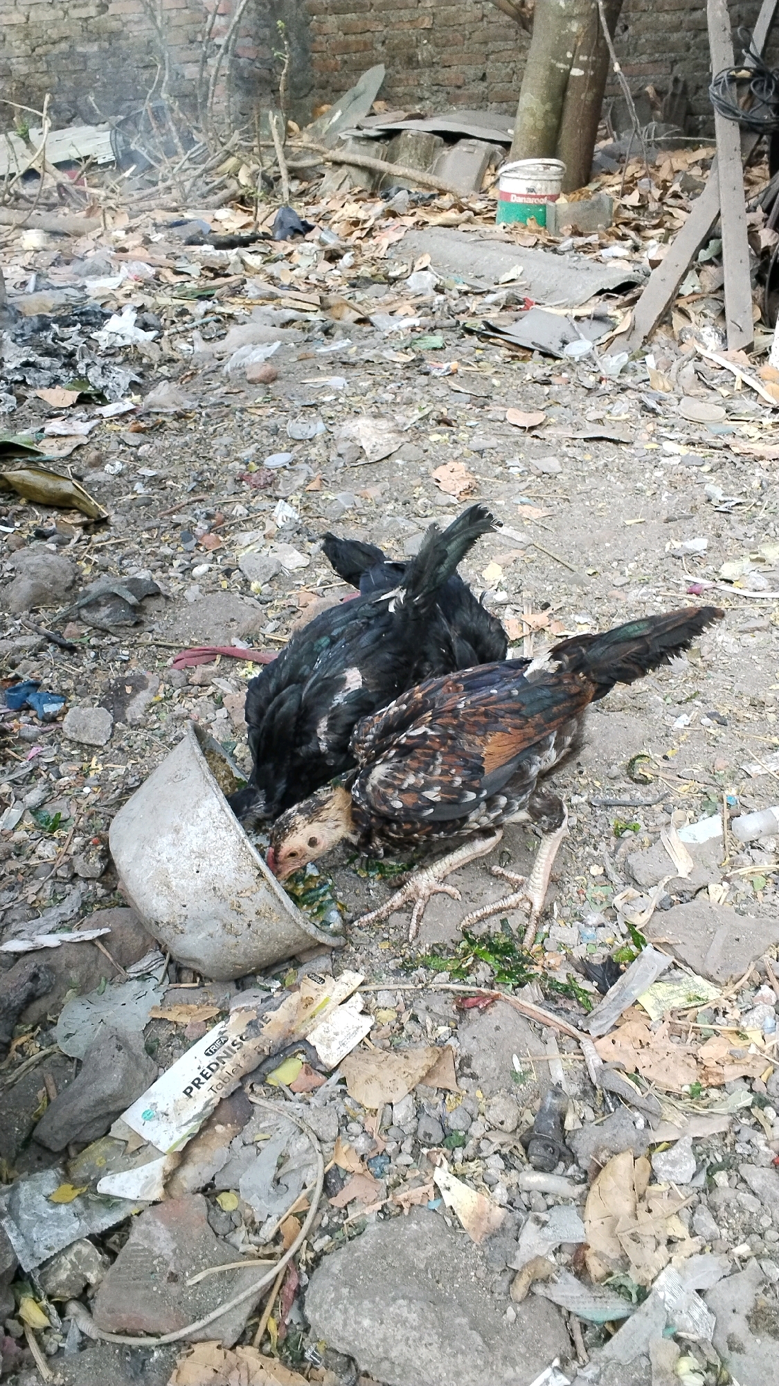 The image depicts a scene in Penompo, Indonesia, characterized by a cluttered and debris-strewn outdoor environment. Two chickens are prominently featured, one predominantly black and the other a mix of brown and black feathers. They are actively feeding from a grey, metallic bowl. The surrounding ground is covered with a variety of materials including dirt, rocks, dry leaves, and scattered refuse such as plastic fragments and paper. In the background, a brick wall is visible, along with tree trunks and branches. Further in the background, a white and green bucket with markings is present. The overall impression is one of a disheveled and neglected outdoor area.