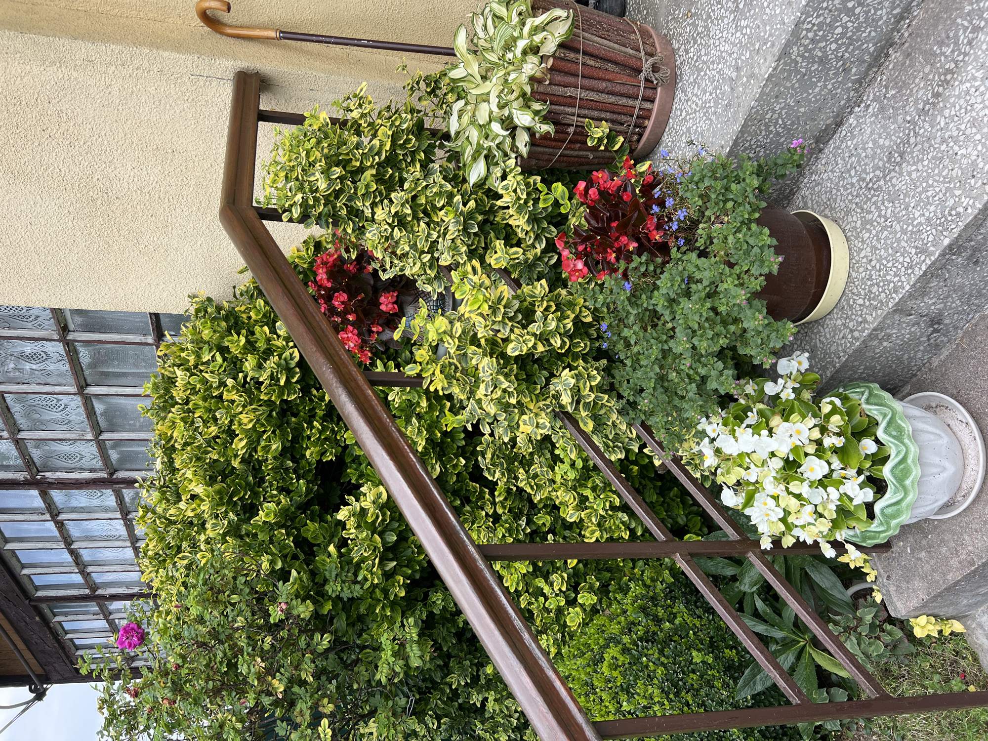 A set of concrete steps leads up to a building with a dark brown wooden window frame and a light tan textured wall. A dark brown handrail runs alongside the steps. Several potted plants adorn the steps and the area near the wall.
At the top of the steps, to the right, a wooden walking stick with a curved handle leans against the wall.
The plants include:
* A large bush with variegated green and yellow leaves.
* A rose bush with a single pink flower and green leaves.
* A planter filled with red-flowered plants.
* A planter with a hosta plant featuring white and green variegated leaves.
* A white pot with a green wavy rim, filled with white flowers.
* A brown pot with green leafy plants and small blue flowers.
The ground and steps are made of concrete, with a rough, speckled texture. A dark green hedge is visible to the left of the stairs. The image is taken from a low angle, looking upwards towards the building and steps. The sky appears overcast.