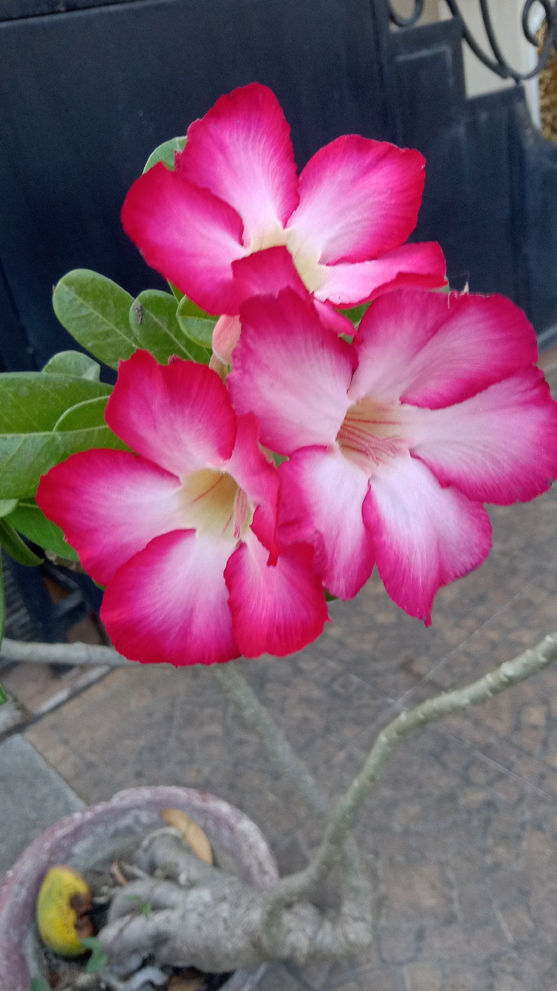 A close-up, eye-level shot focuses on a cluster of three vibrant pink and white desert rose flowers in bloom, with visible green leaves. The flowers, with their distinctive five-petaled, trumpet-like shape, are arranged in a loose bouquet. The background is blurred, featuring a dark, solid surface on the left, possibly a wall or fence, and a decorative metal railing with scrollwork on the upper right. The lower portion of the image shows the gray, textured surface of a paving stone ground, and a portion of a weathered terracotta pot containing the plant's gnarled, gray stem and some yellowing organic matter. The scene is likely outdoors, possibly a garden or patio area in Kediri City, Indonesia.