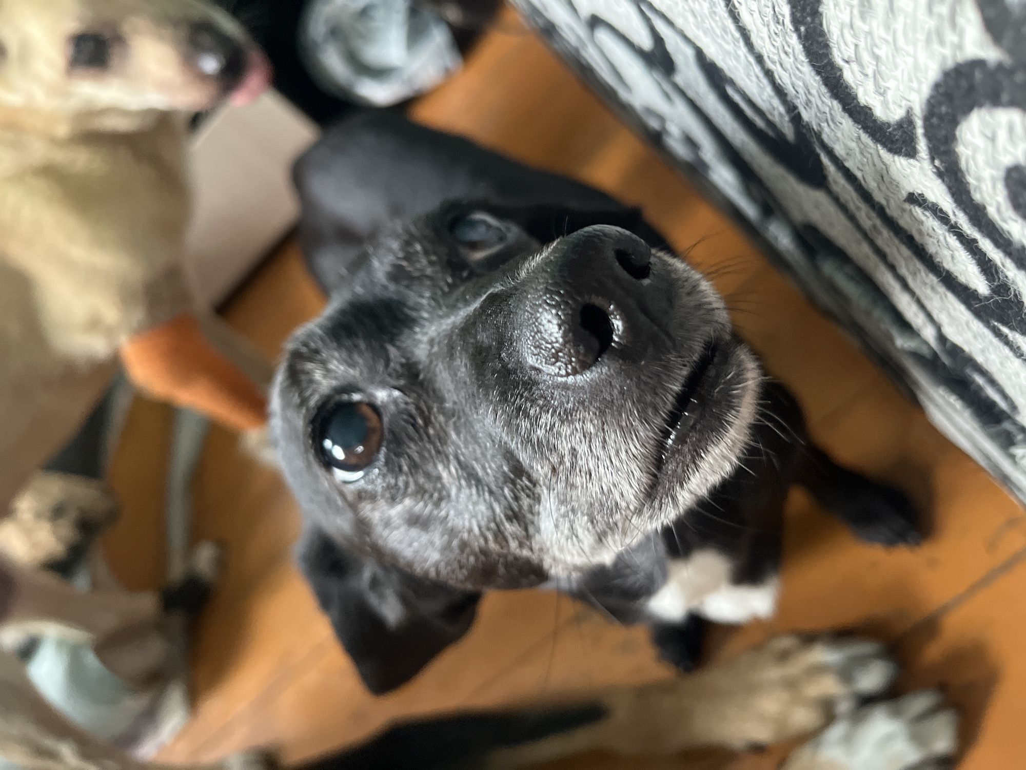 A close-up, eye-level shot focuses on the face of a black and white dog. The dog's fur is graying around its muzzle and eyebrows, giving it a mature appearance. Its right eye, a deep brown, is in sharp focus, while its left eye appears slightly clouded. The dog's wet nose is prominent, with visible nostrils and a slight sheen. Its mouth is slightly open, revealing a bit of its tongue. In the background, out of focus, are other dogs and what appears to be a blurred orange object. The floor is a warm wooden tone, and a textured, patterned surface, possibly a blanket or rug, occupies the lower right portion of the frame. The scene suggests an indoor setting, likely a home, but no specific location in Nizhny Tagil, Russia, can be determined from the image.