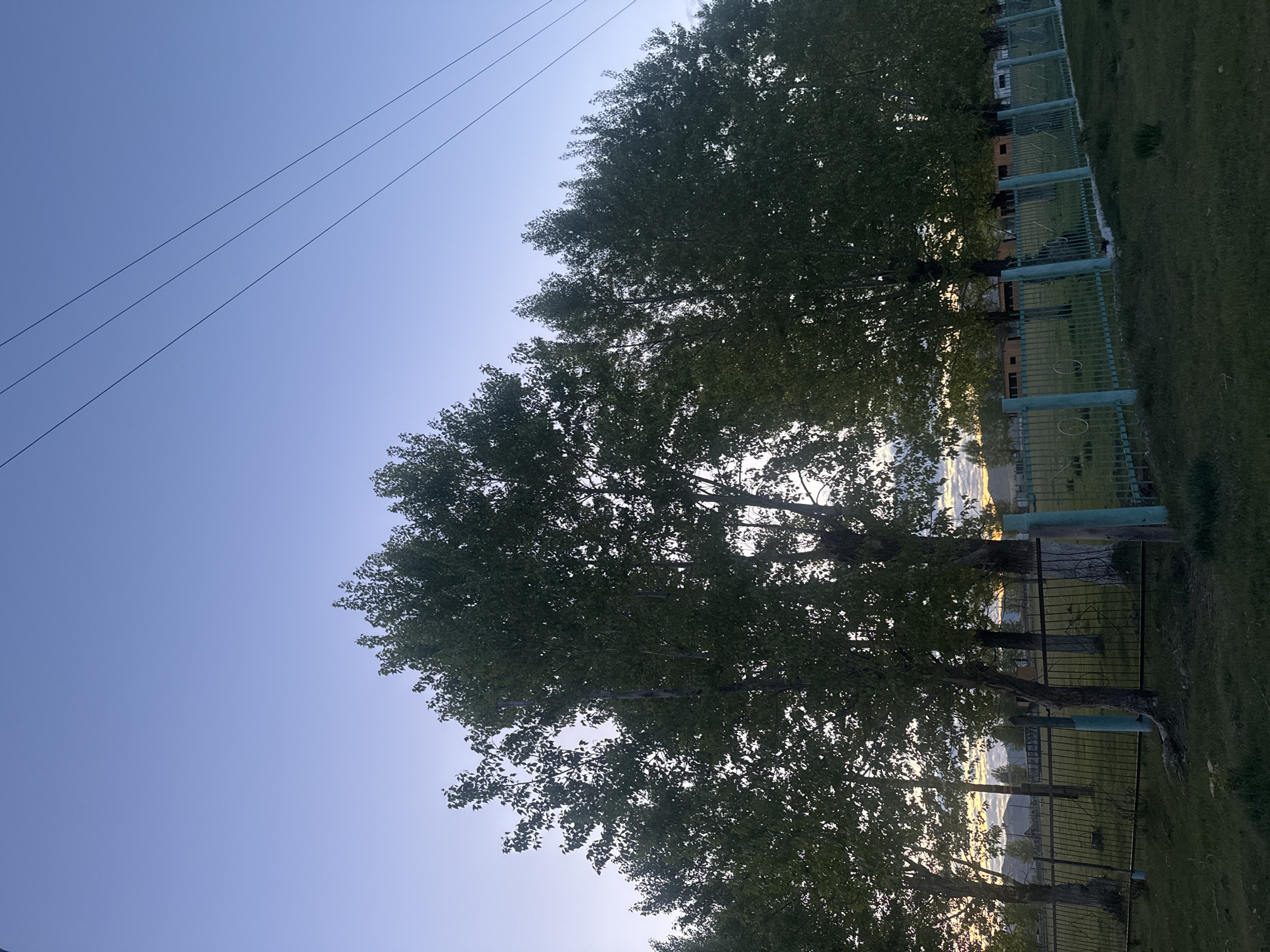 The image shows a view in Нижний Бургалтай, Russia. It features a row of trees along a fence, with power lines visible against the sky. The background appears to show a landscape with possible distant mountains or hills. The scene is taken during daylight, with the light source positioned behind the trees.