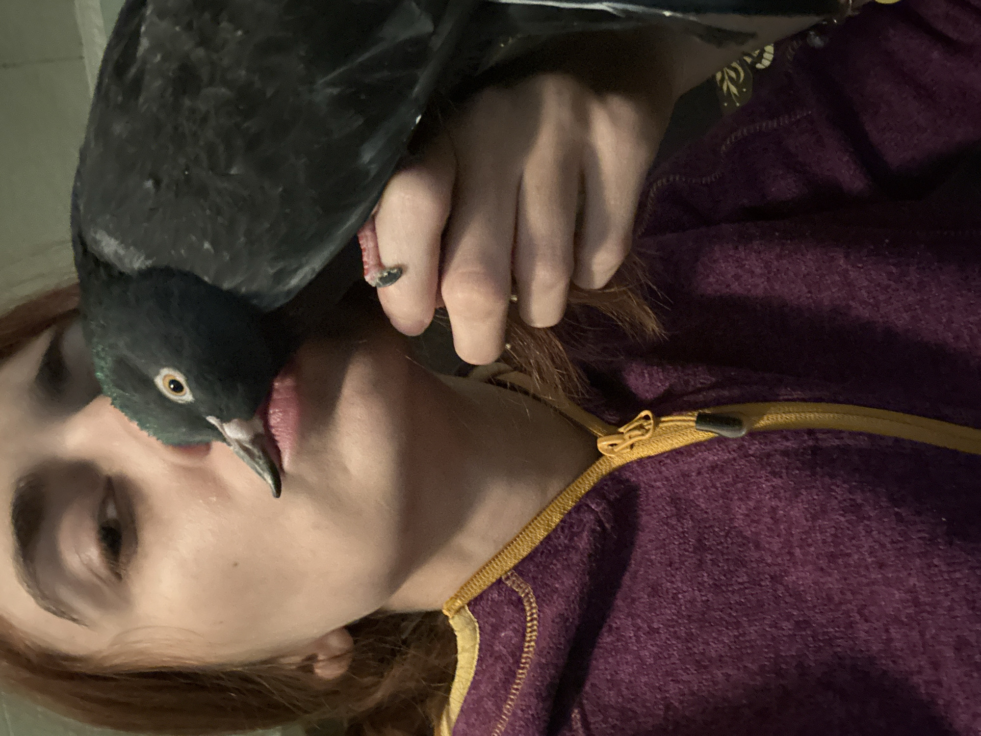 In this close-up, indoor photograph, a young woman with auburn hair is partially visible, her face turned towards the camera. A black pigeon is perched on her hand, its head close to her lips, with its beak touching her mouth. The pigeon has dark feathers and a visible yellow eye. The woman is wearing a deep purple hooded jacket with a bright yellow zipper. The background is dark and nondescript. There are no visible elements to suggest a specific location within Togliatti, Russia.