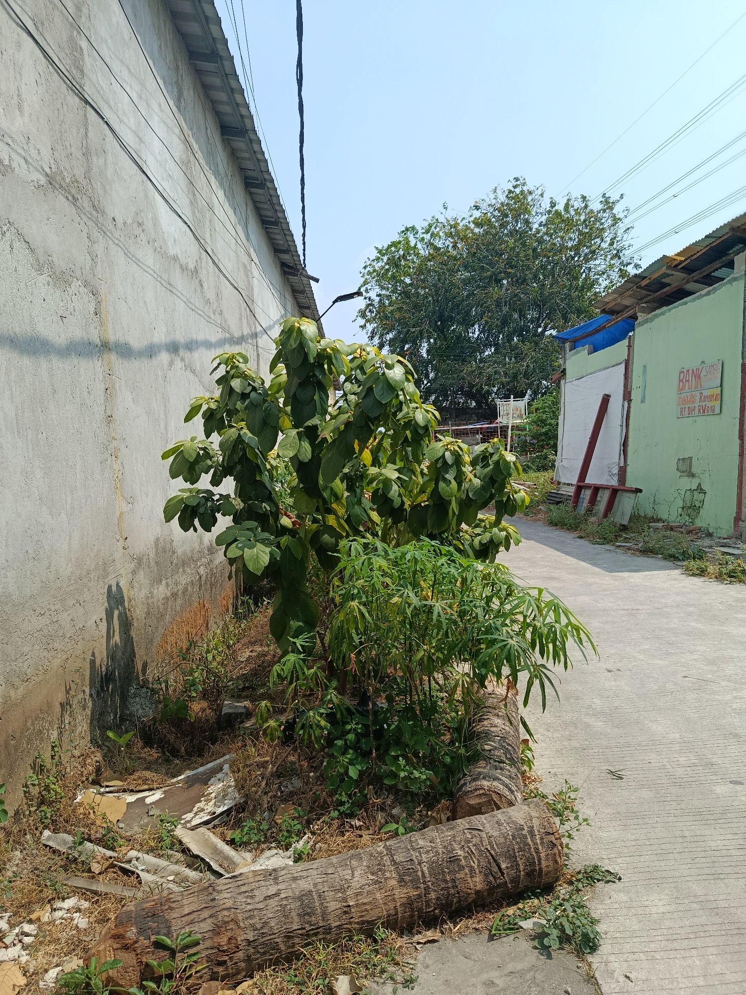 The image depicts a scene on a sunny day in Wanasari, Indonesia, likely a residential or industrial area. A rough, light-colored concrete wall dominates the left side of the frame. Adjacent to the wall, a young tree with broad green leaves stands in a patch of dry grass and debris, including pieces of broken concrete and a large, weathered log. To the right of the tree, a paved pathway runs diagonally away from the viewer. Along the pathway, a low-slung building with a green facade is visible. A faded sign on this building reads "BANK SAMPAH," indicating a waste bank. A blue tarp covers part of the roof of this building, and a red metal structure leans against the wall. In the background, a large, leafy tree provides shade, and overhead power lines are strung across the clear blue sky. The overall impression is one of a utilitarian urban environment with signs of neglect and natural overgrowth.