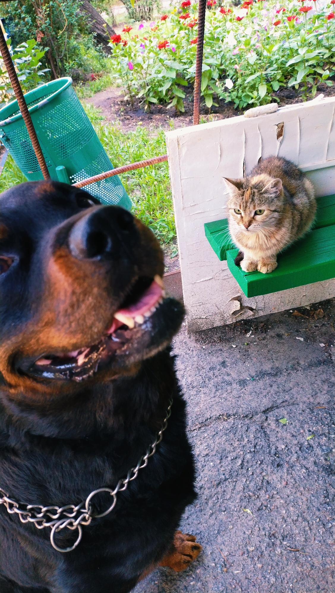 In Horishni Plavni, Ukraine, a close-up shot captures a Rottweiler and a cat in a yard. The Rottweiler, in the foreground, is out of focus, showing its snout and mouth with teeth bared. It wears a thick silver chain collar. Behind the dog, a tabby cat sits calmly on a green bench. The bench is positioned against a white structure with peeling paint. In the background, a lush garden with red and pink flowers blooms. A green trash can is visible to the left, with metal rods and vegetation surrounding the area. The ground is a mix of asphalt and dirt.