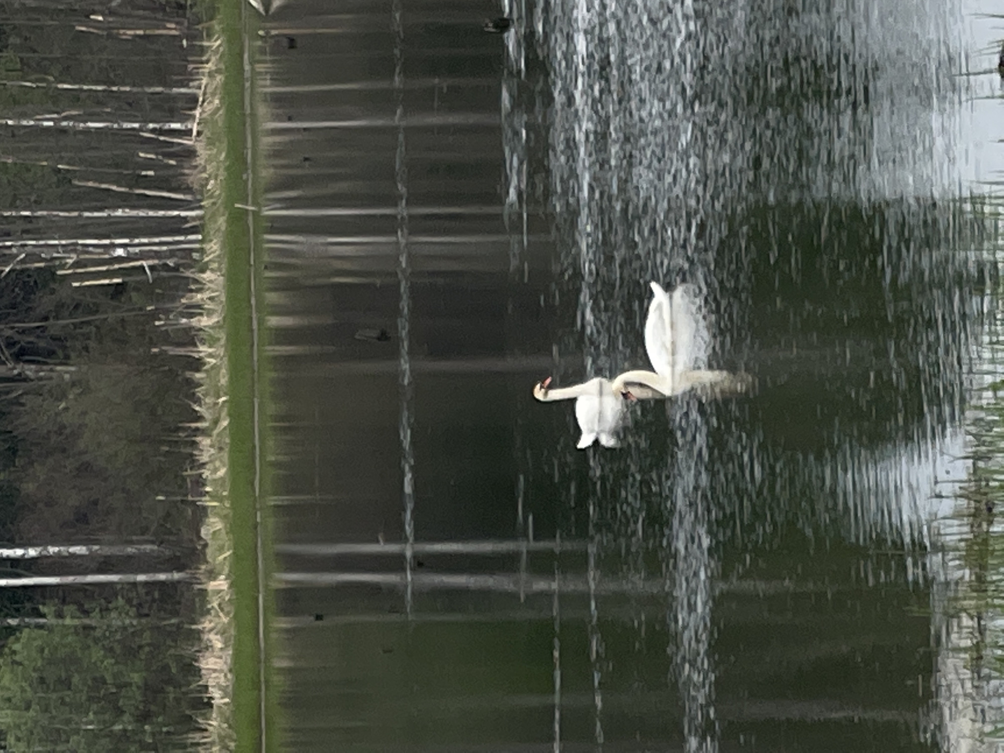 Two white swans are swimming in a pond near a fountain in Kamennyi Kliuch, Russia. The pond is bordered by trees and a grassy area.